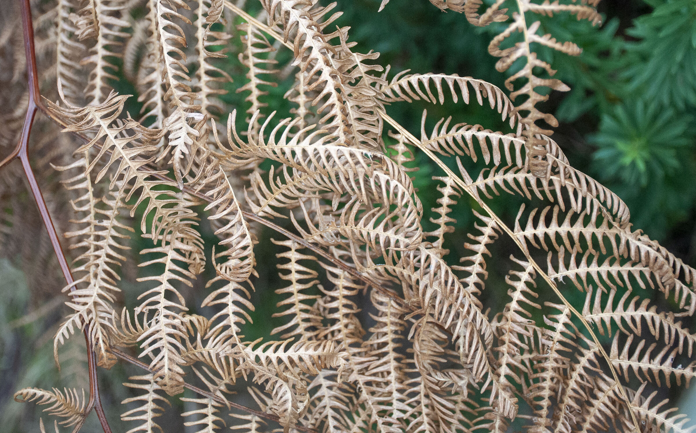dry weave