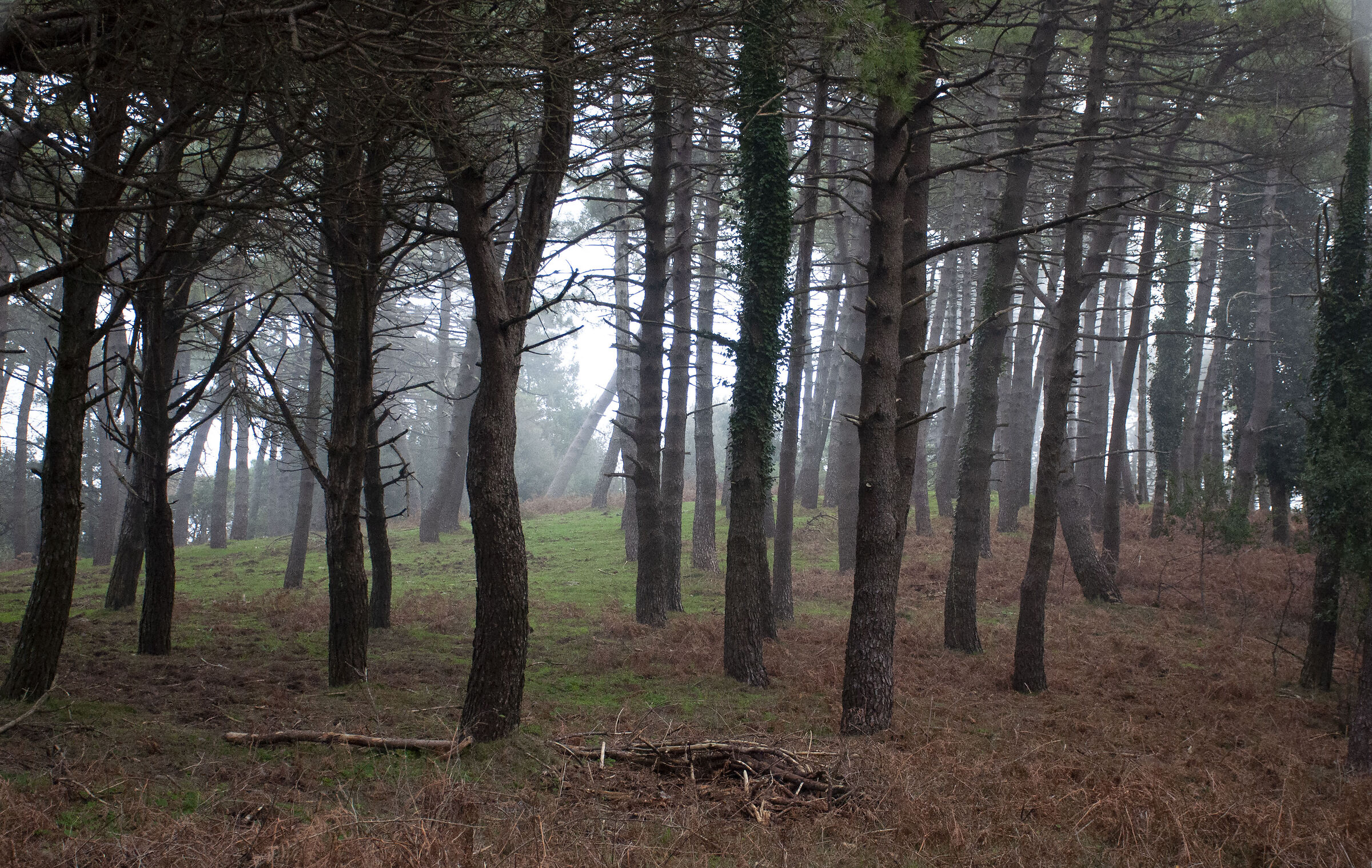 In the fog