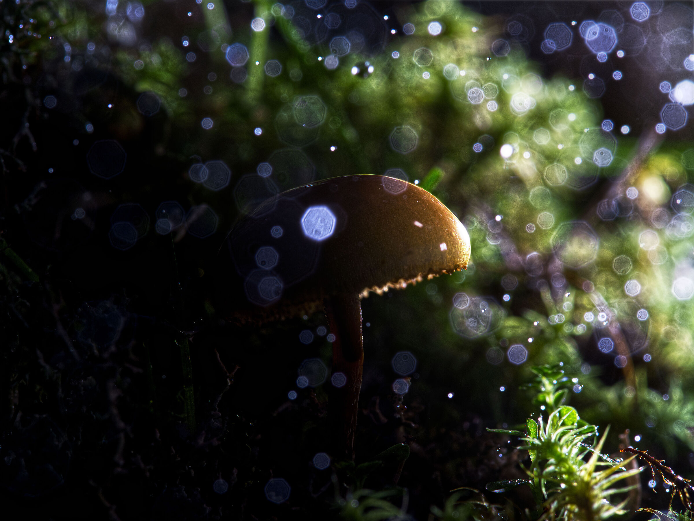 Piccolo fungo sotto la pioggia