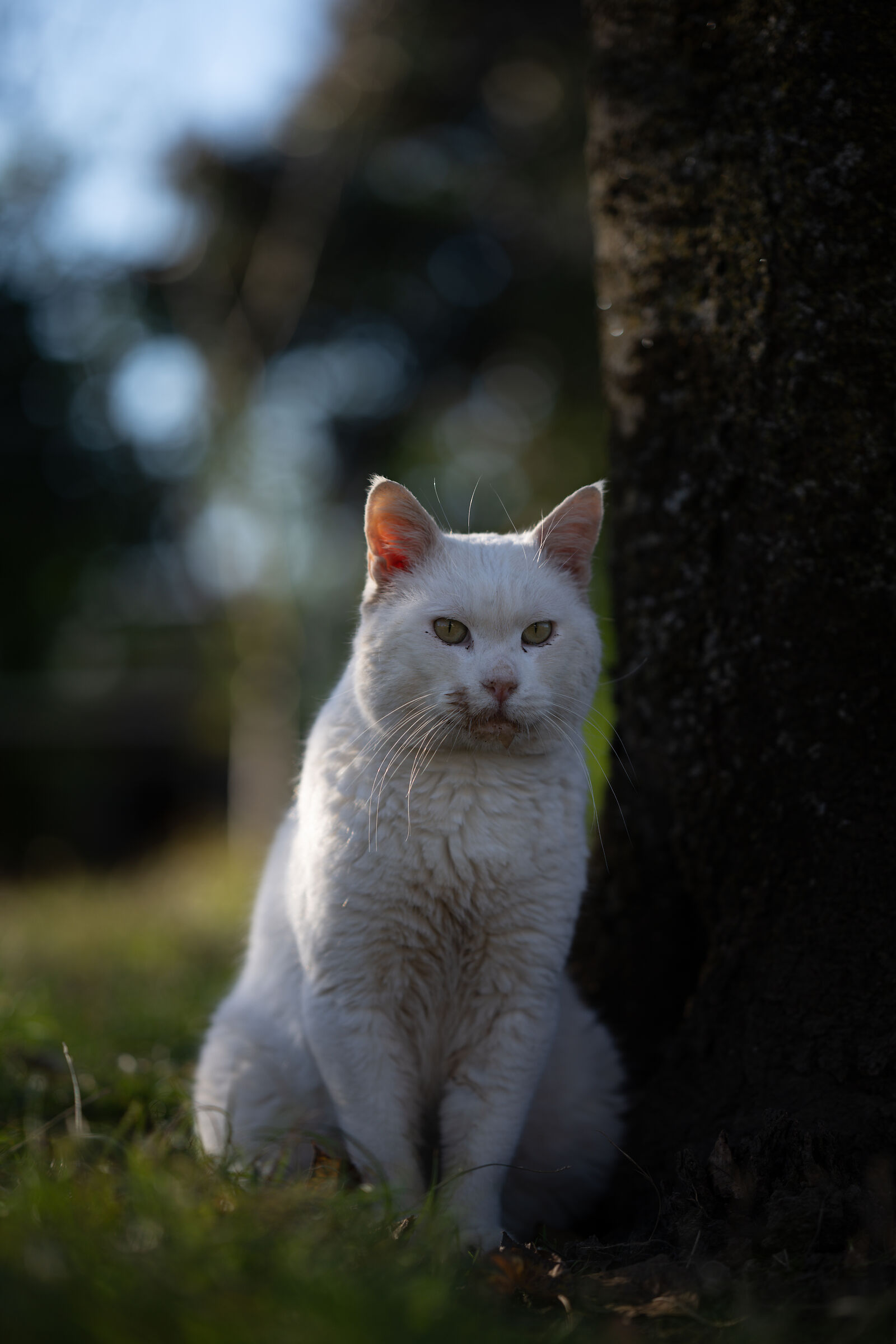 Gatto bianco