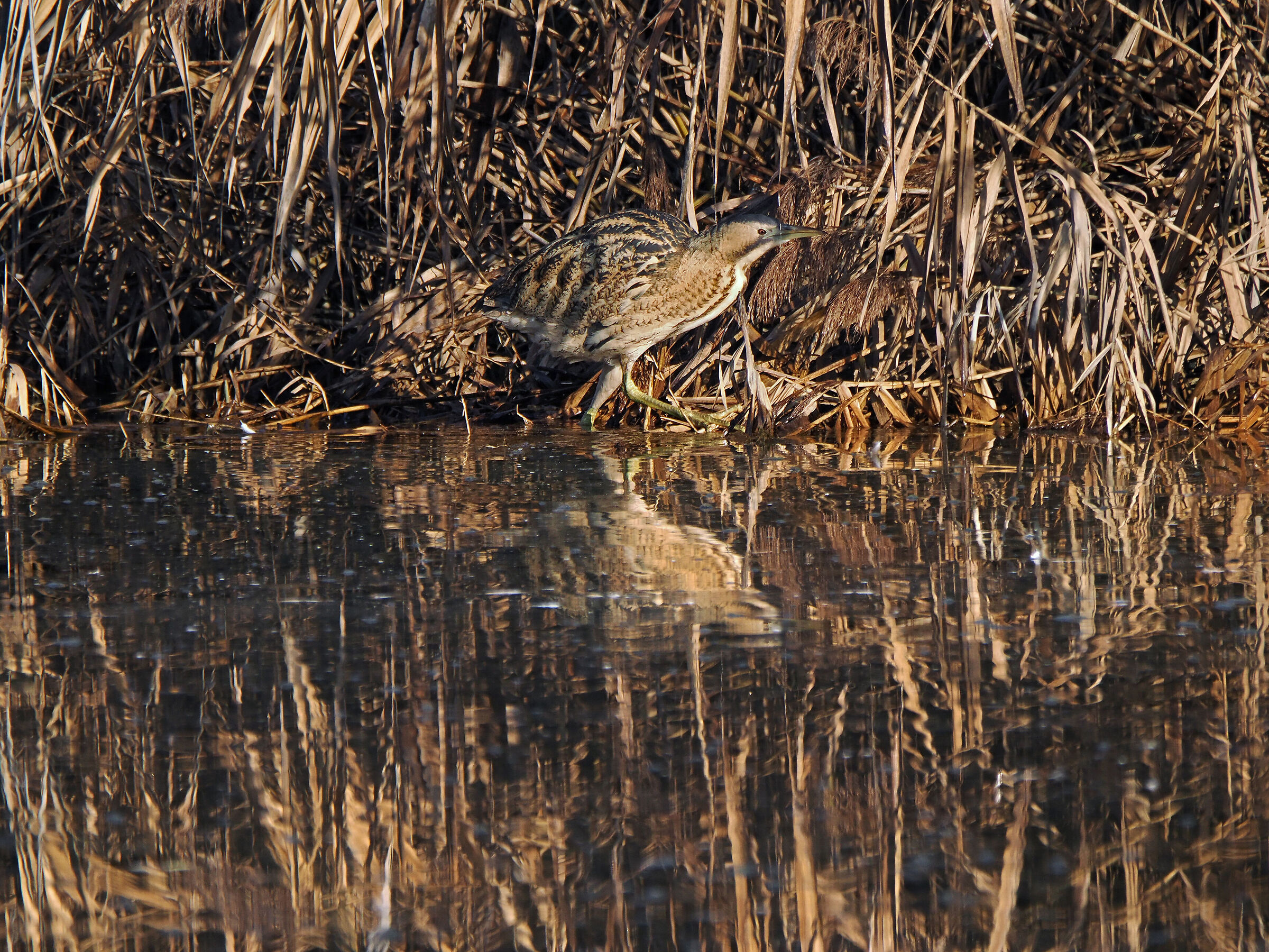 A walk out of the reeds