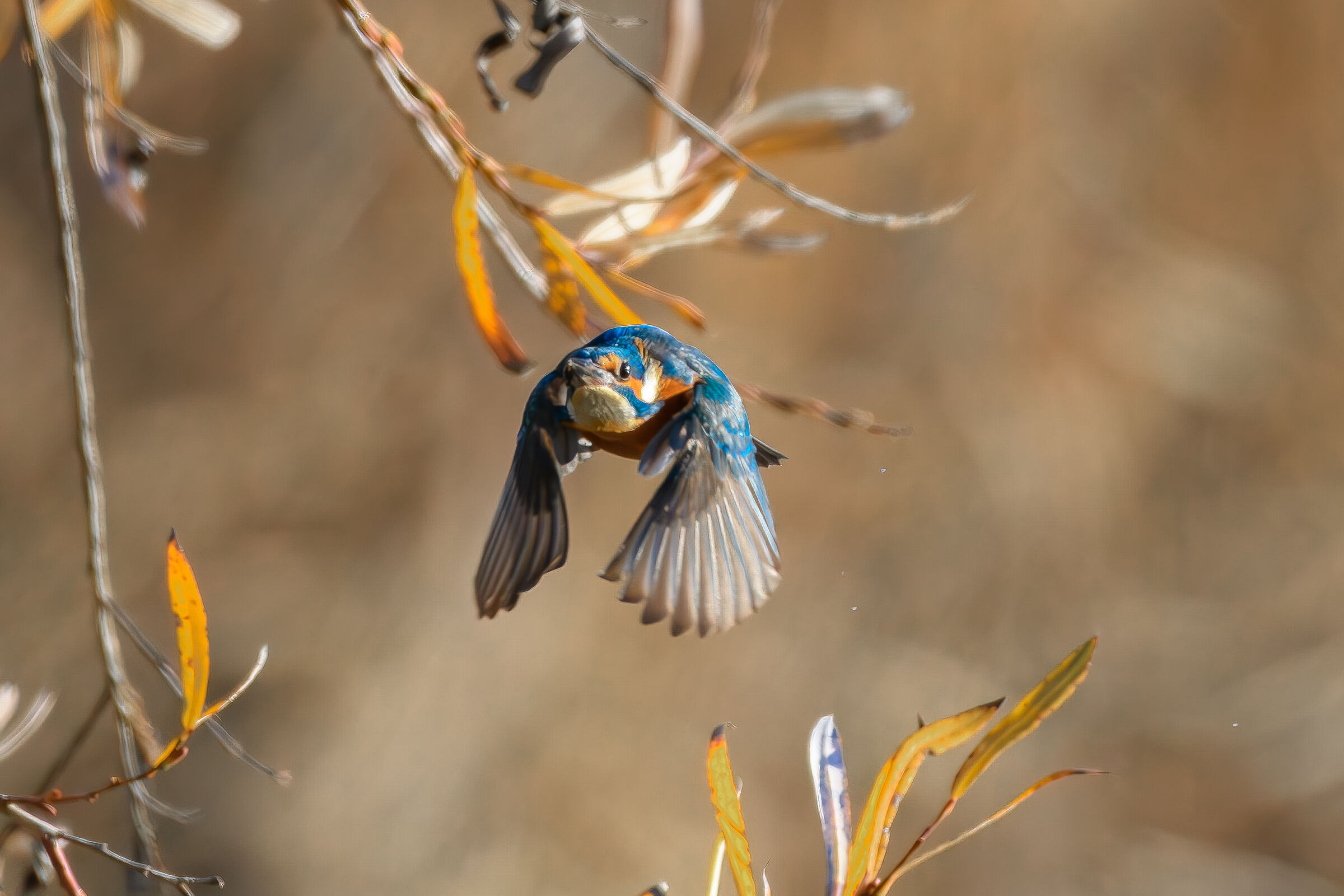 Martino in flight