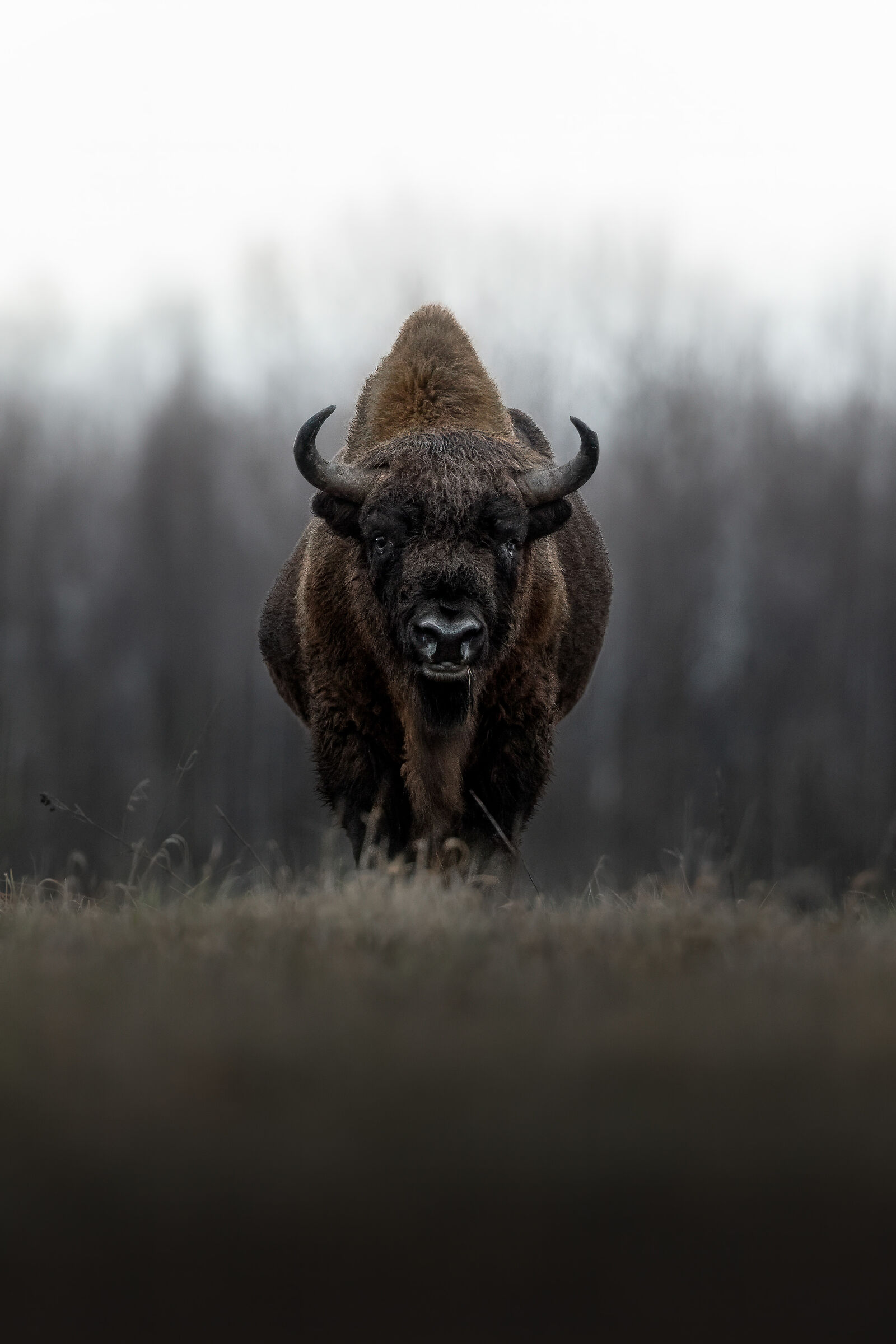 The Silent Giant