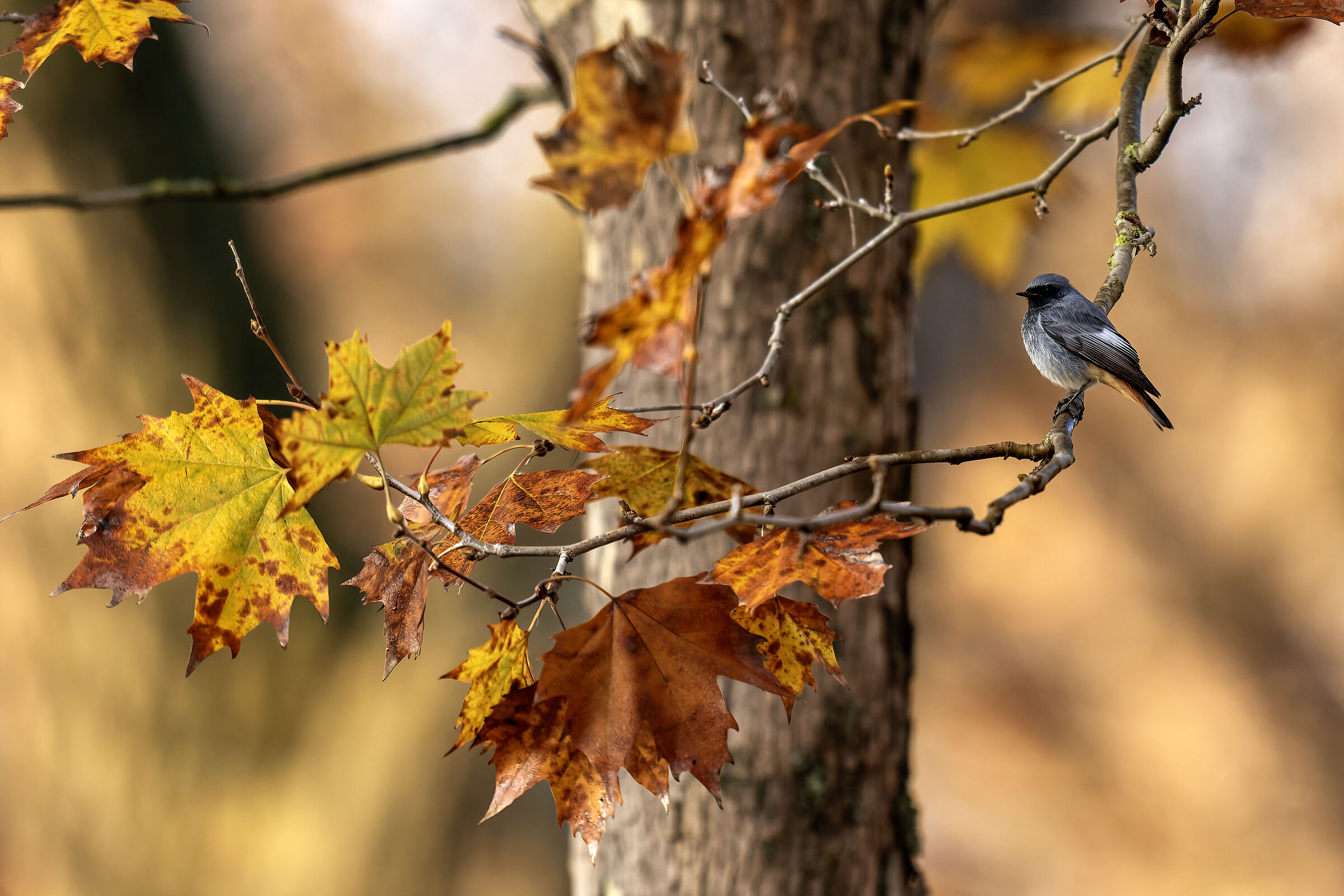 The plane tree and the bird