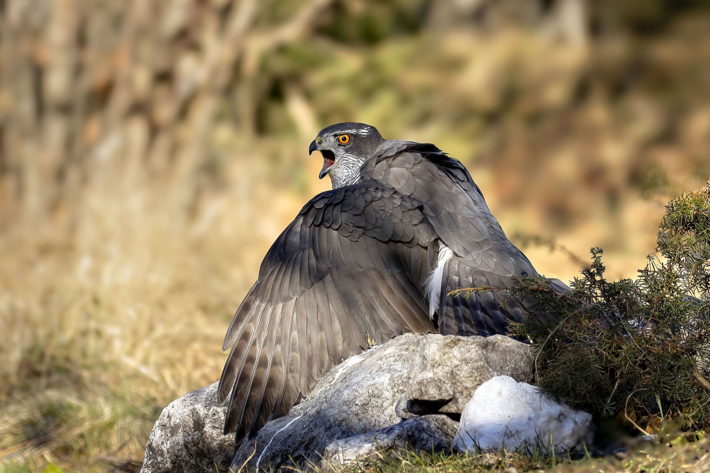 Goshawk in terrifying attitude