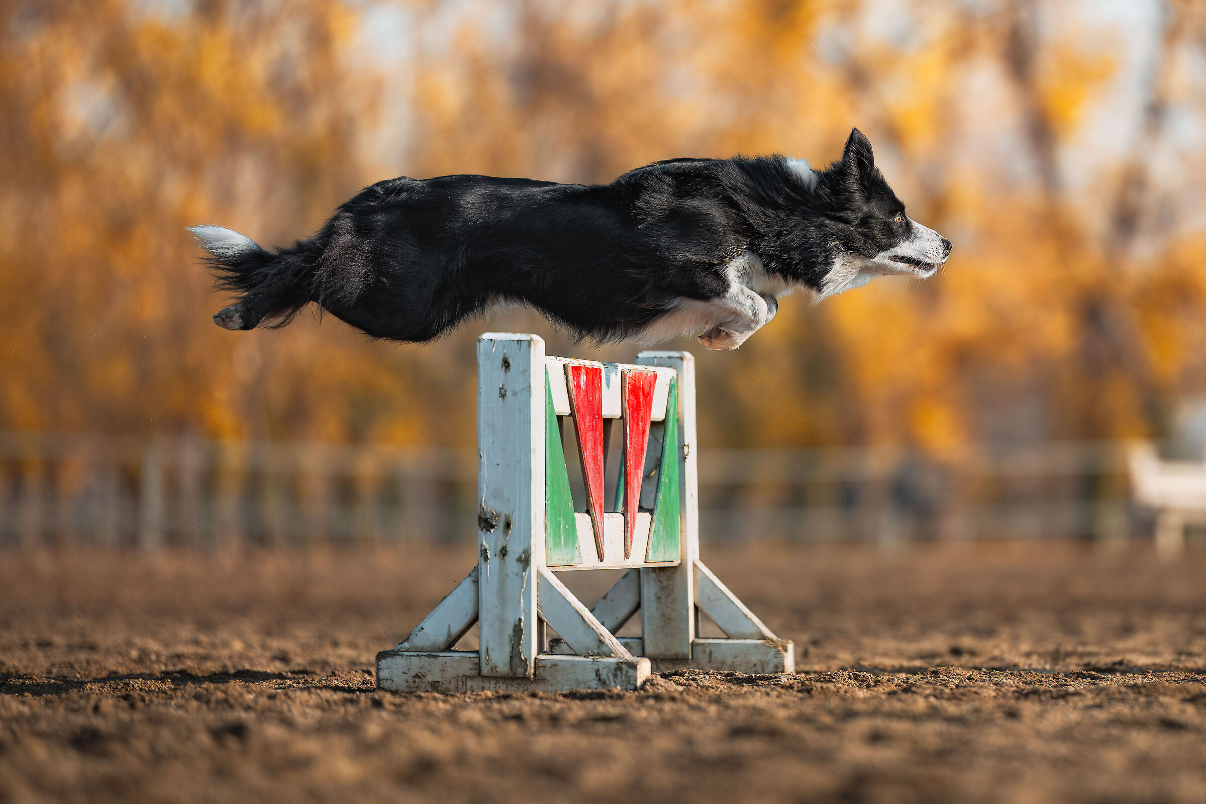 Perfect Jump