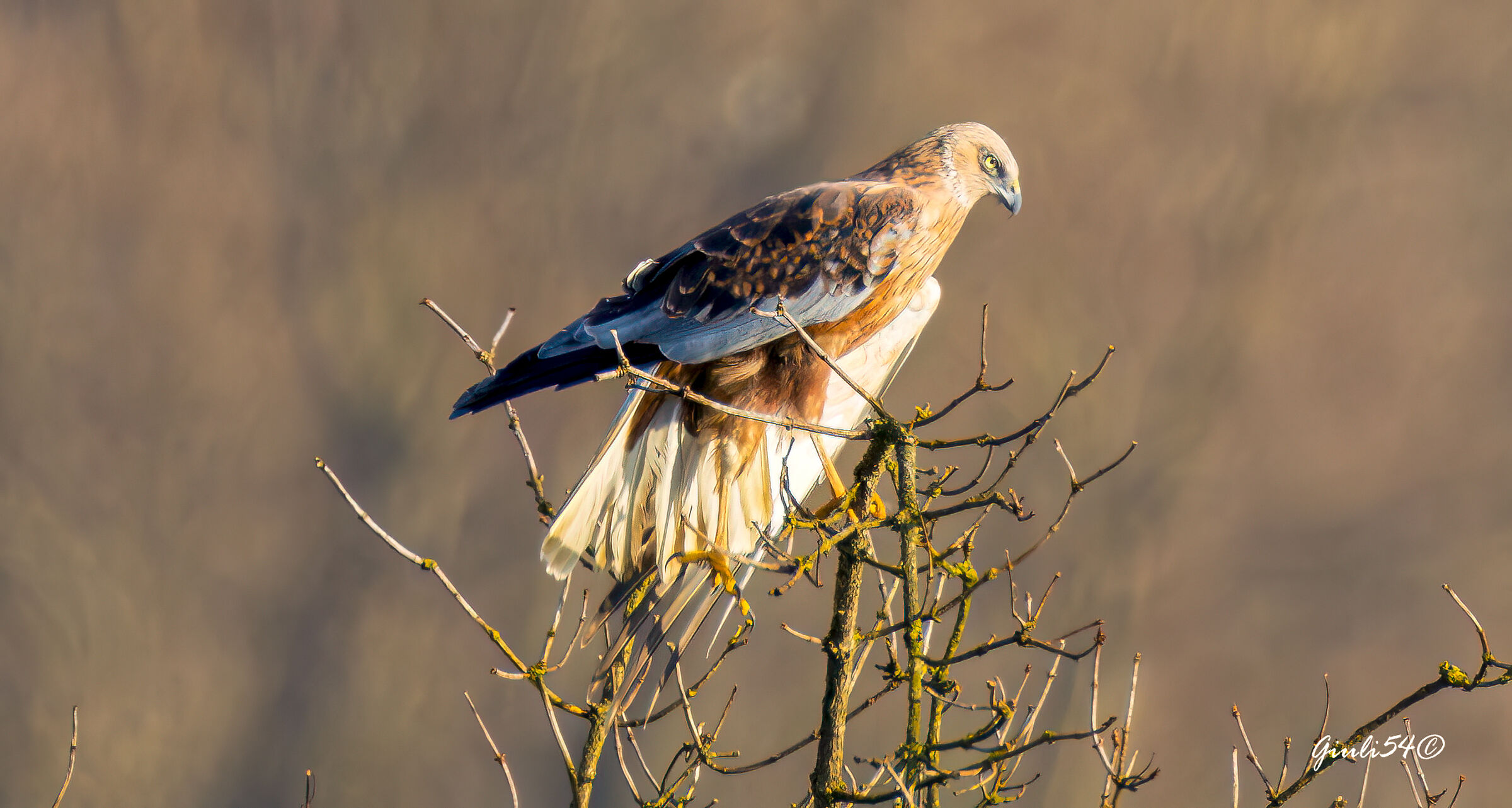 the Marsh Harrier 4