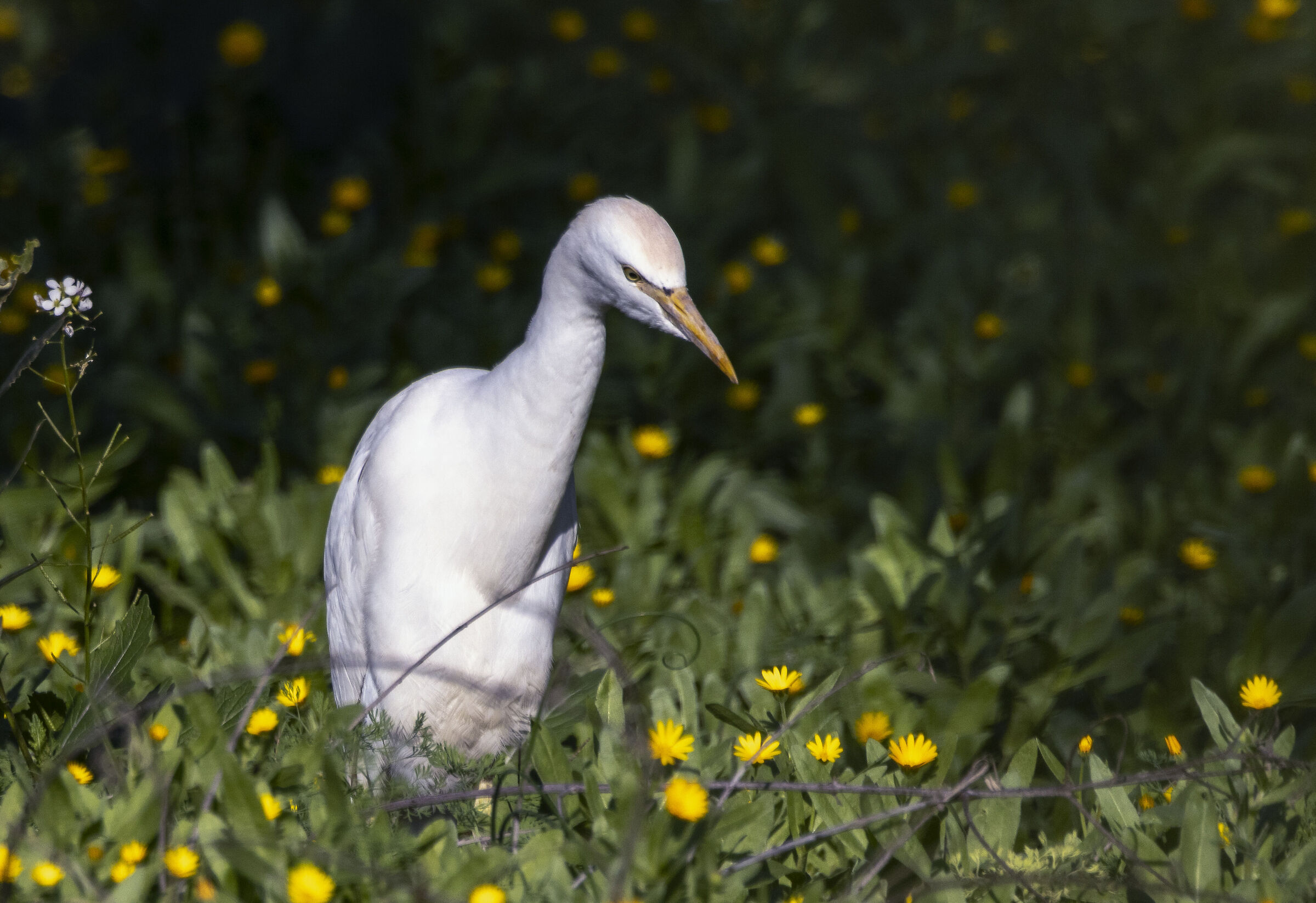 cattle egret