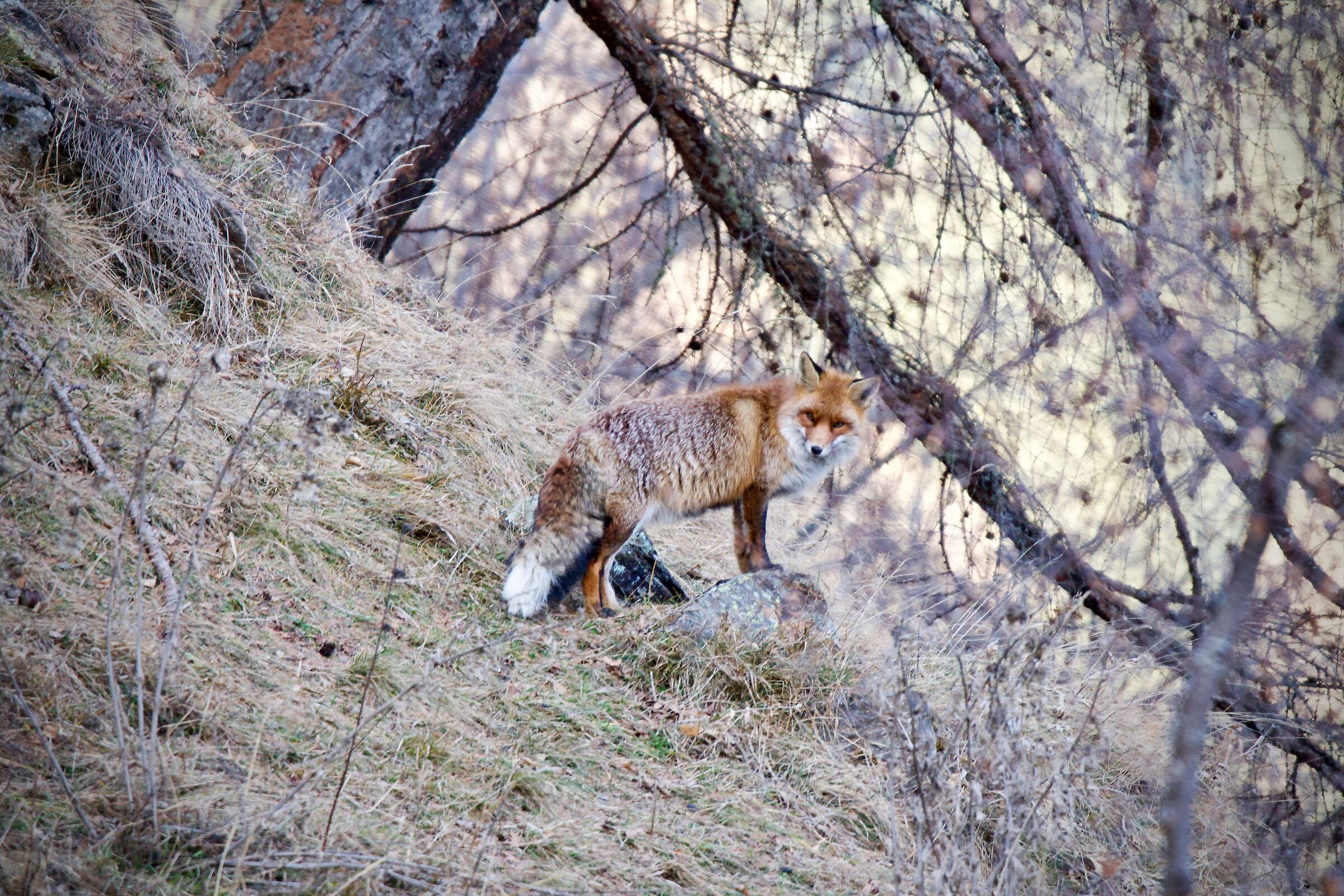 Fox.