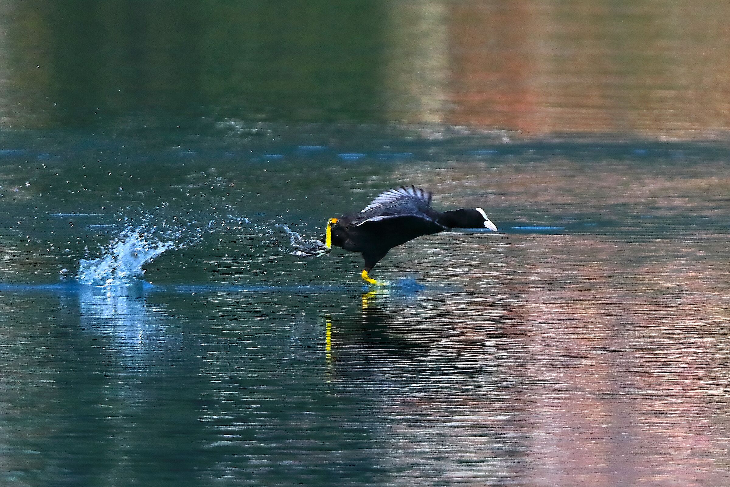 Folaga 16 luglio 2025 - 0059