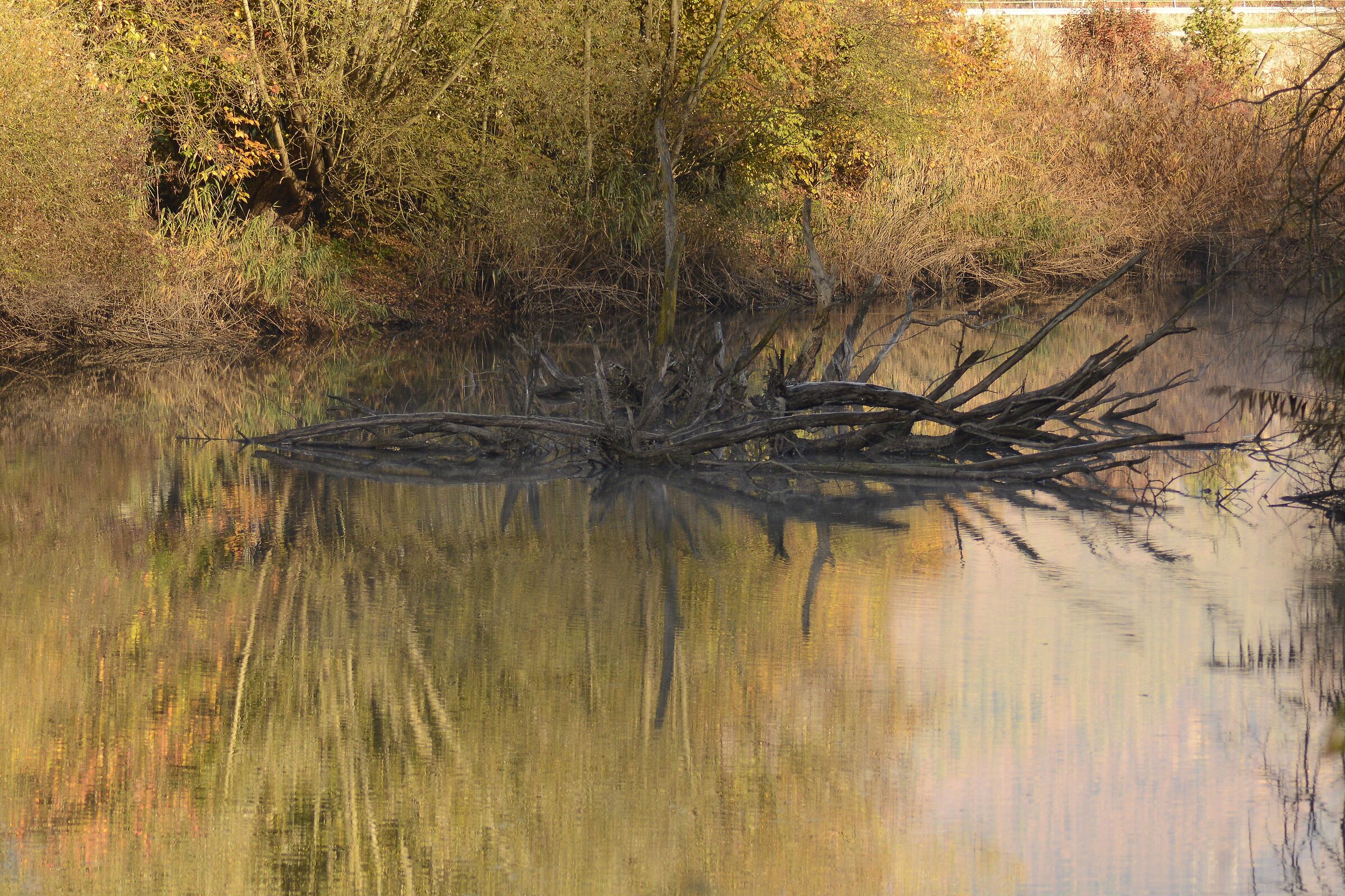 riflessi