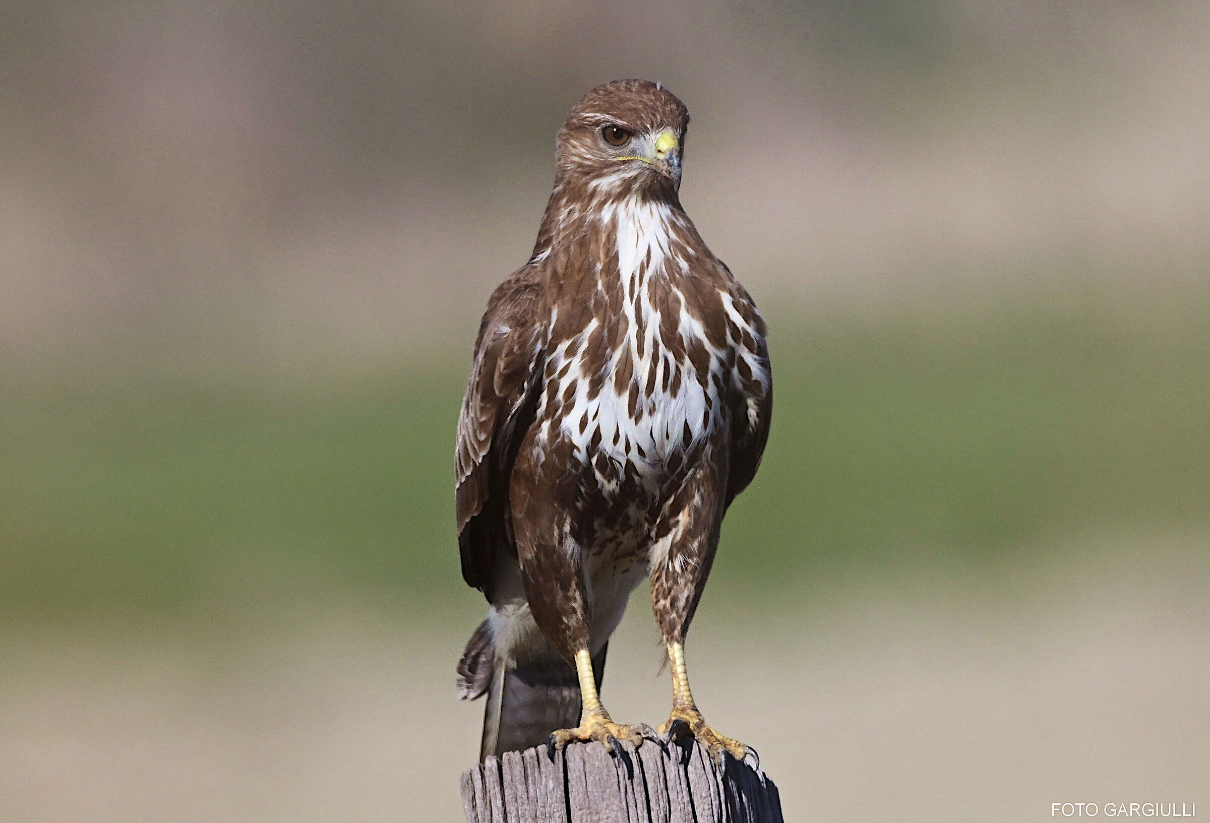 Buzzard