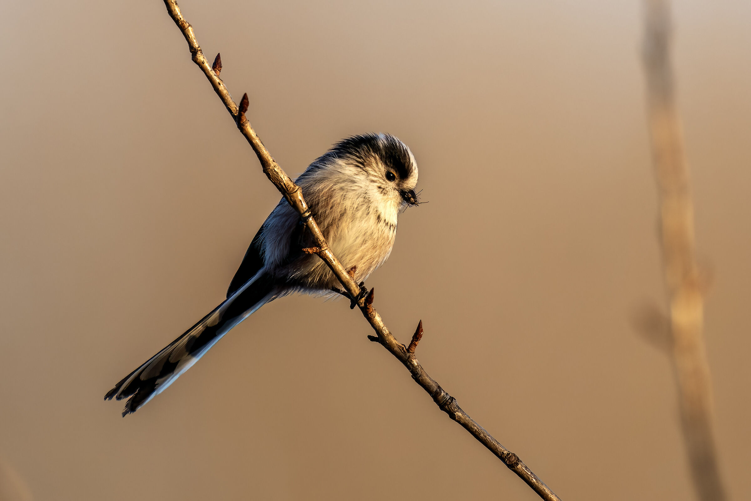 Long-tailed with small prey at dawn
