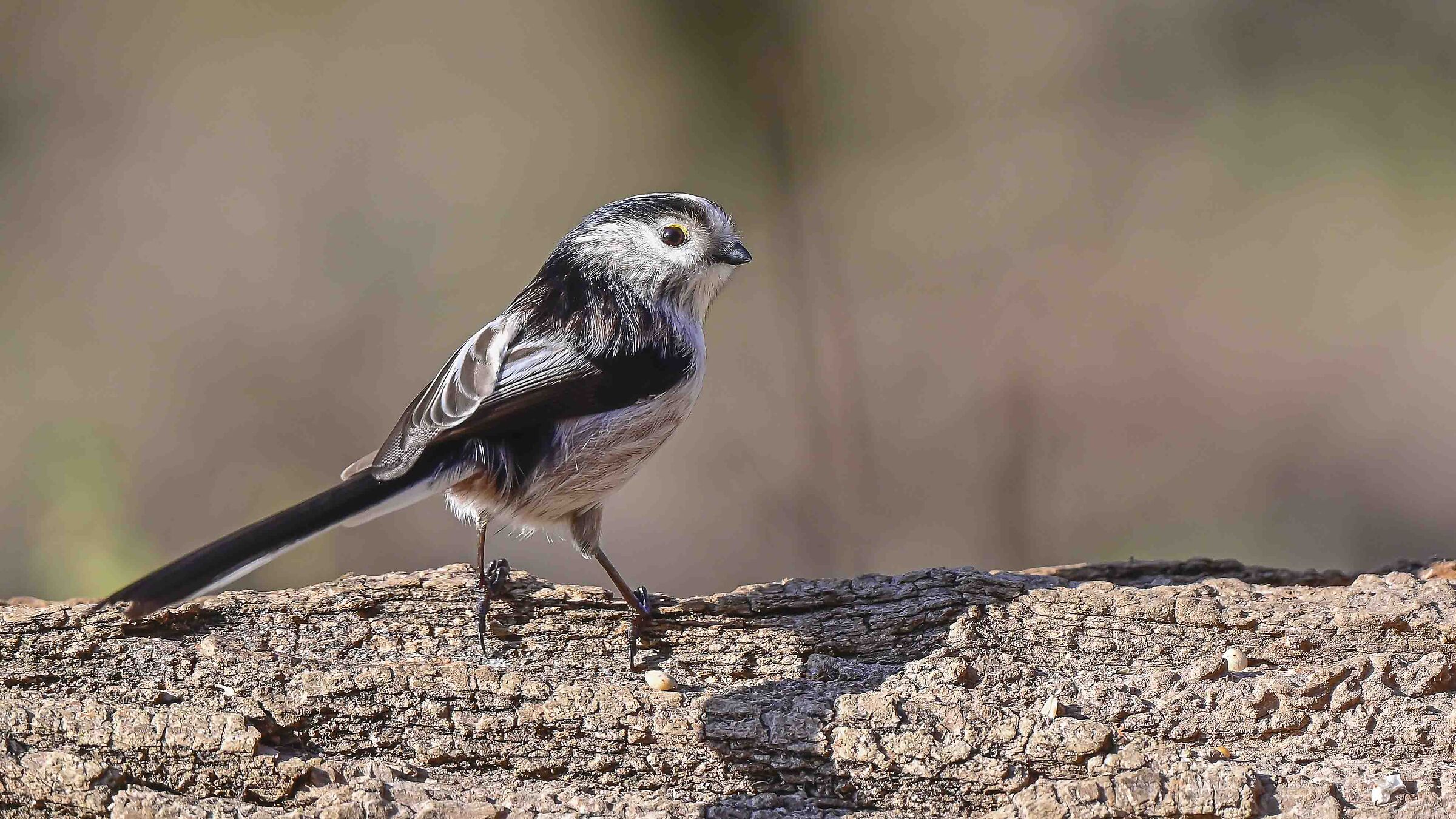 Piccolo Codibugnolo !!