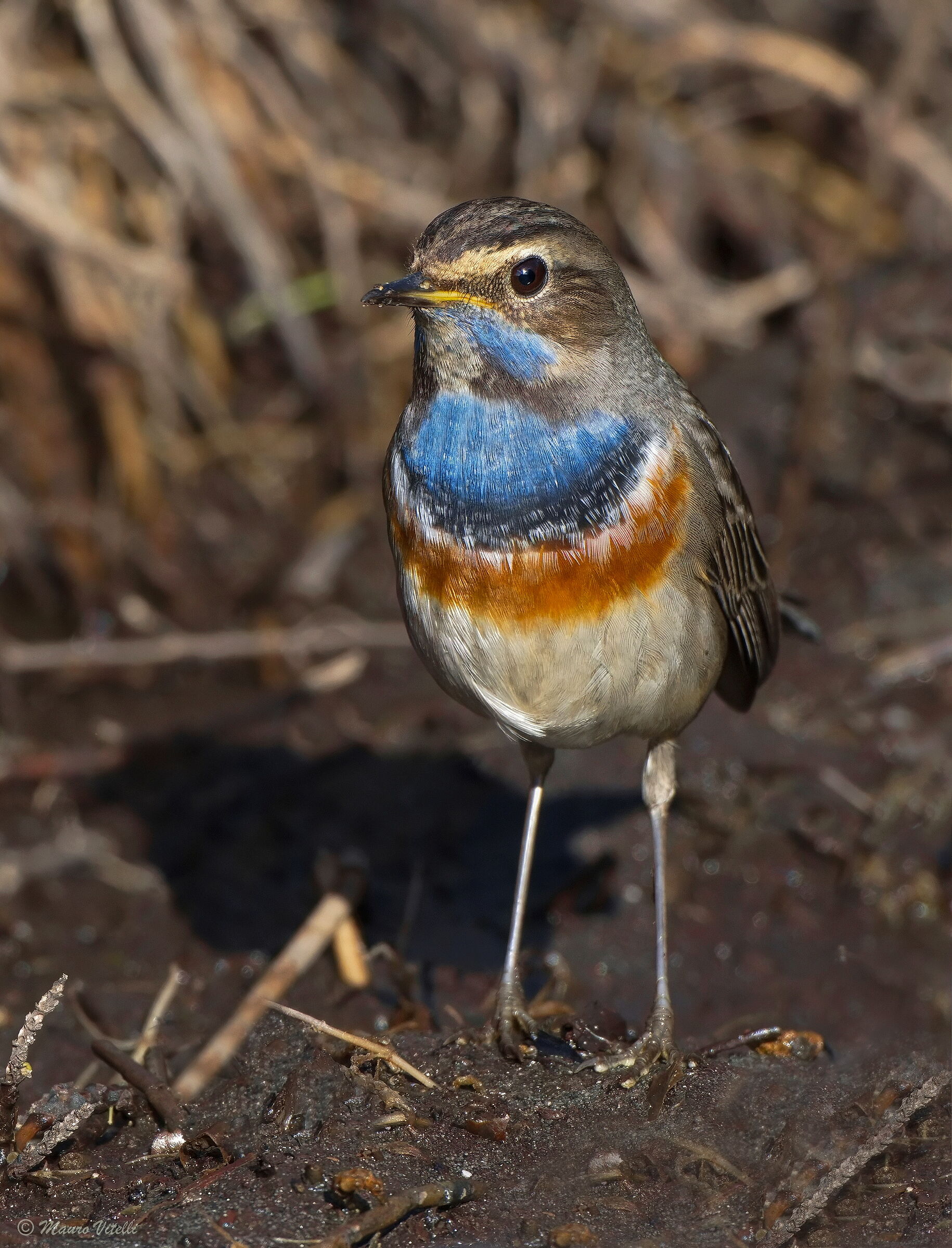 Bluethroat (Luscina svecica)