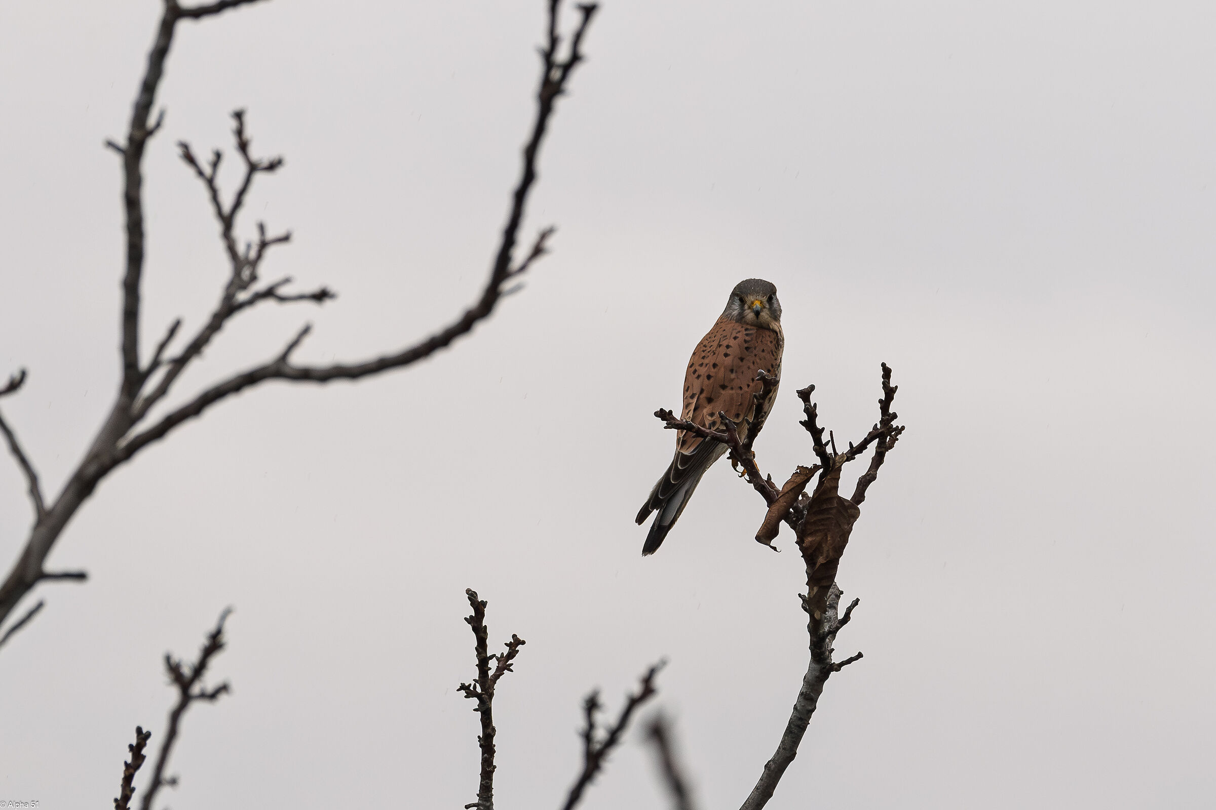 Kestrel
