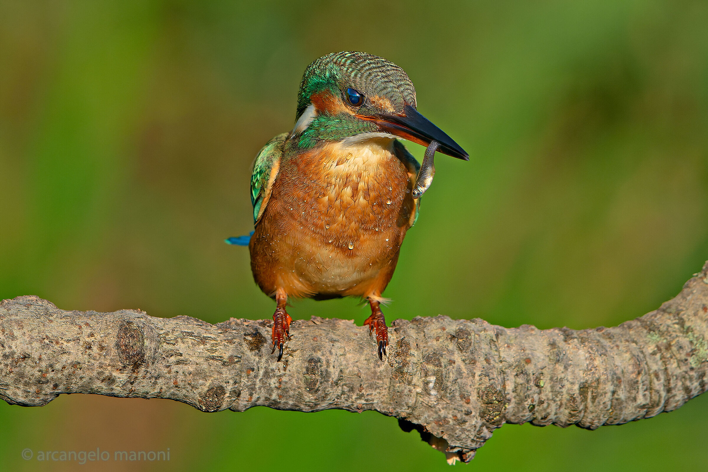 Il pescato del martin pescatore