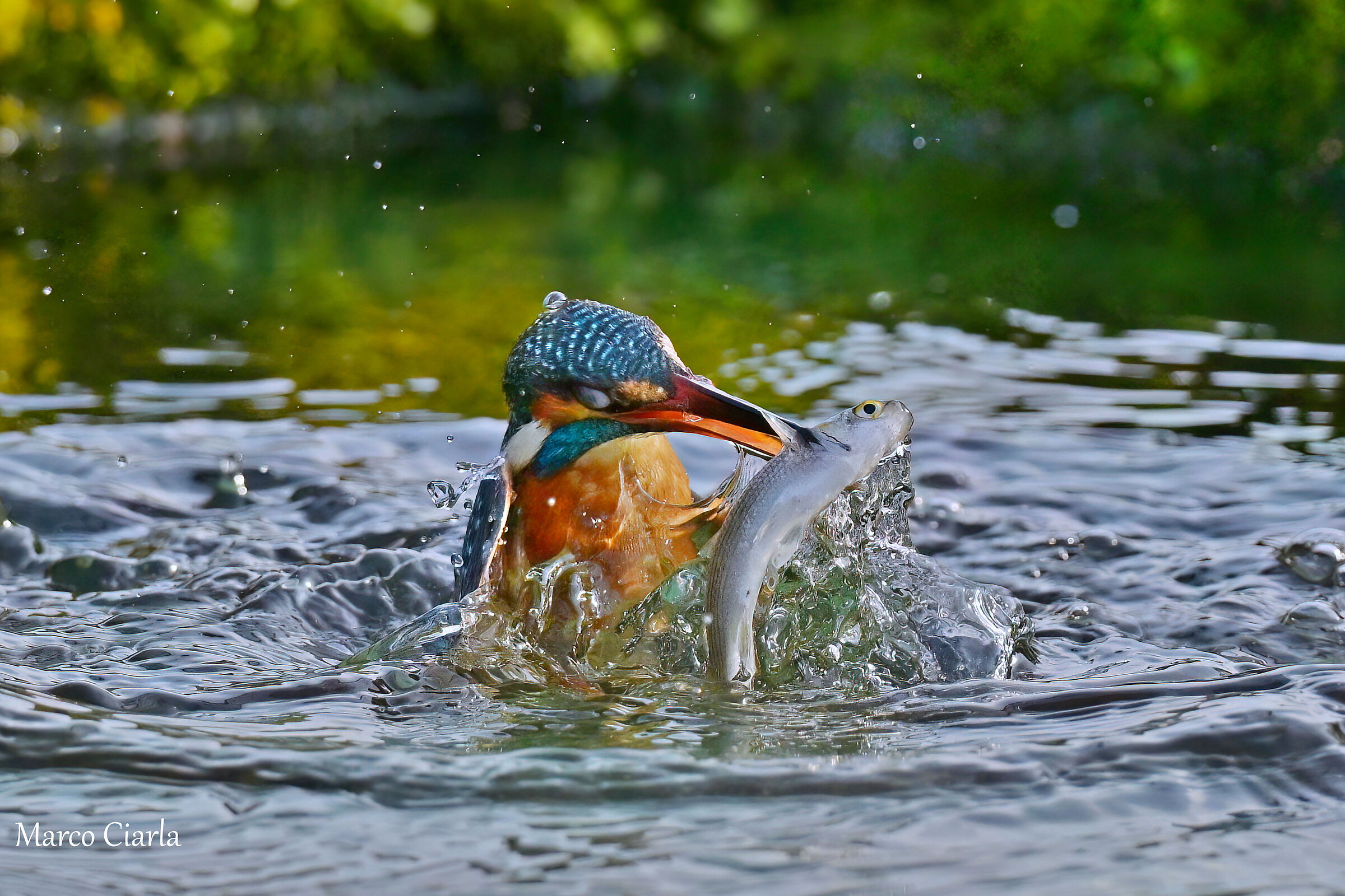 Kingfisher
