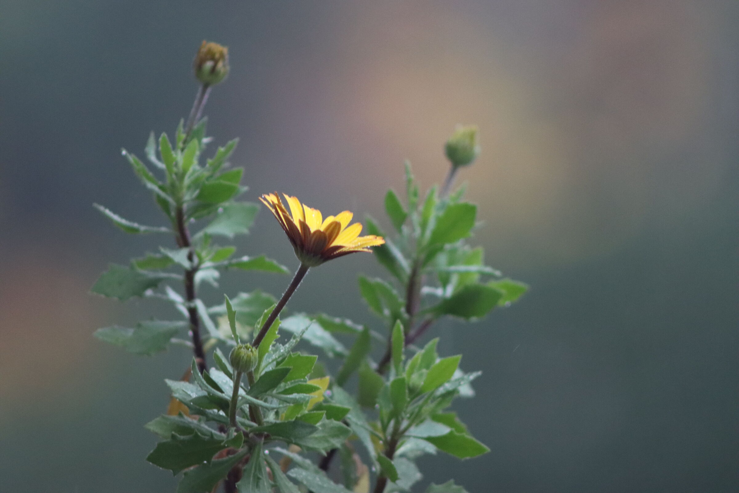 Yellow Flowers