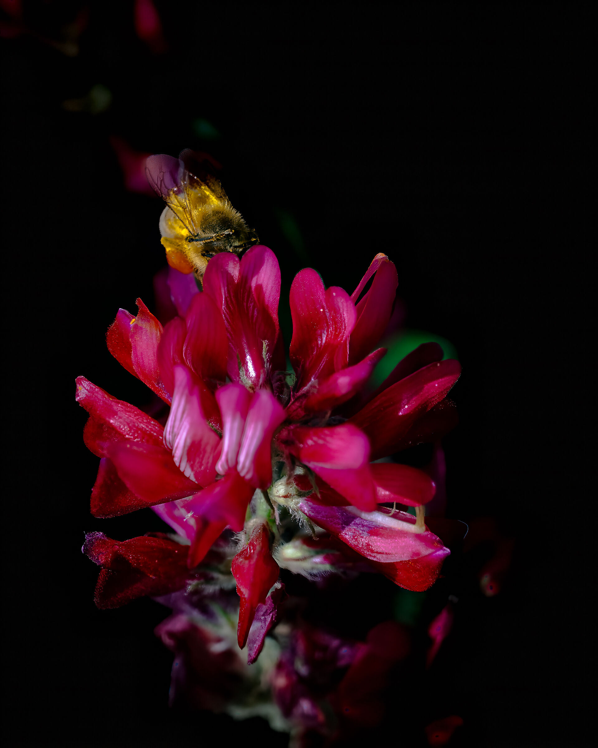 Gout wash something on this flower