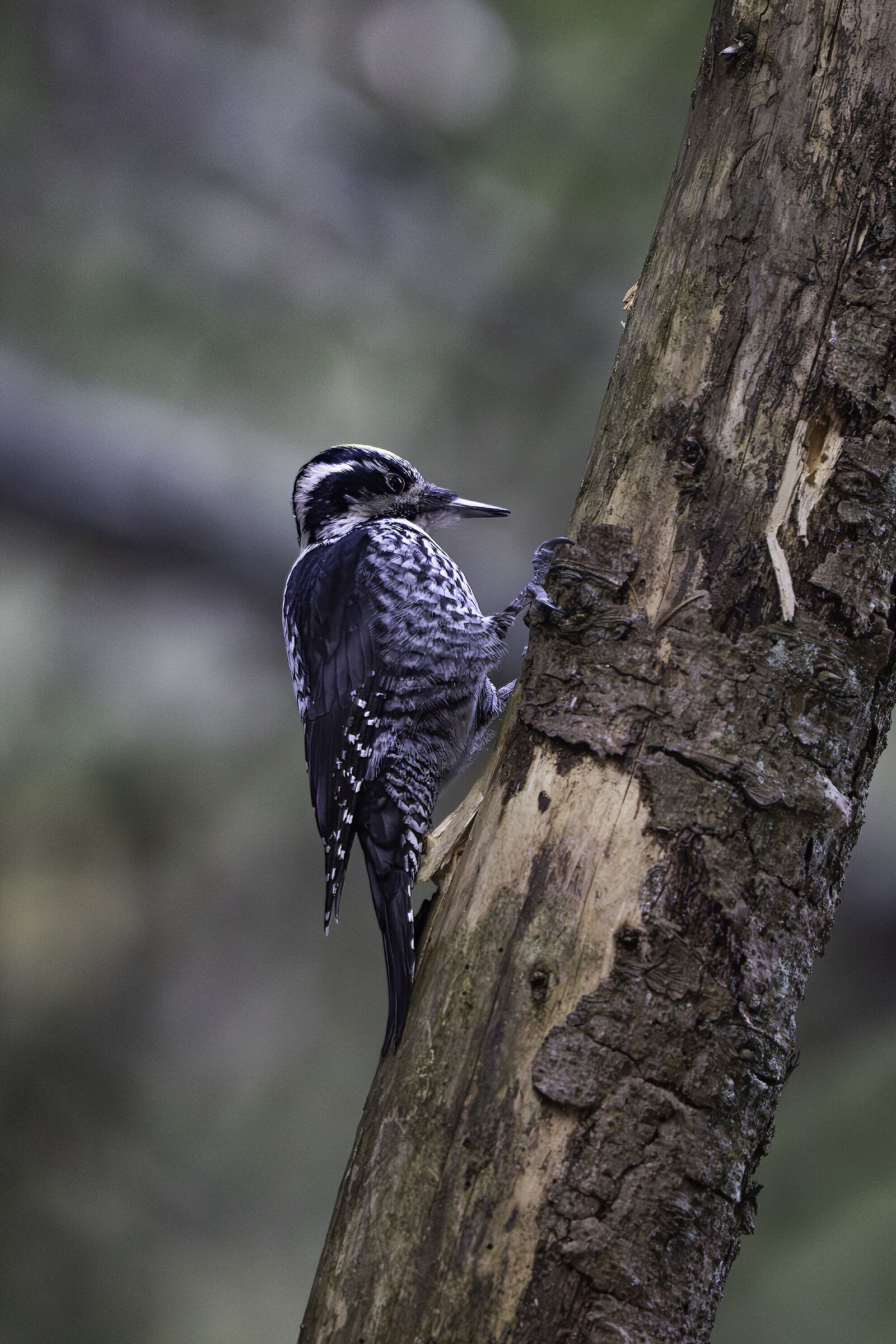 Picchio tridattilo , alpi carniche
