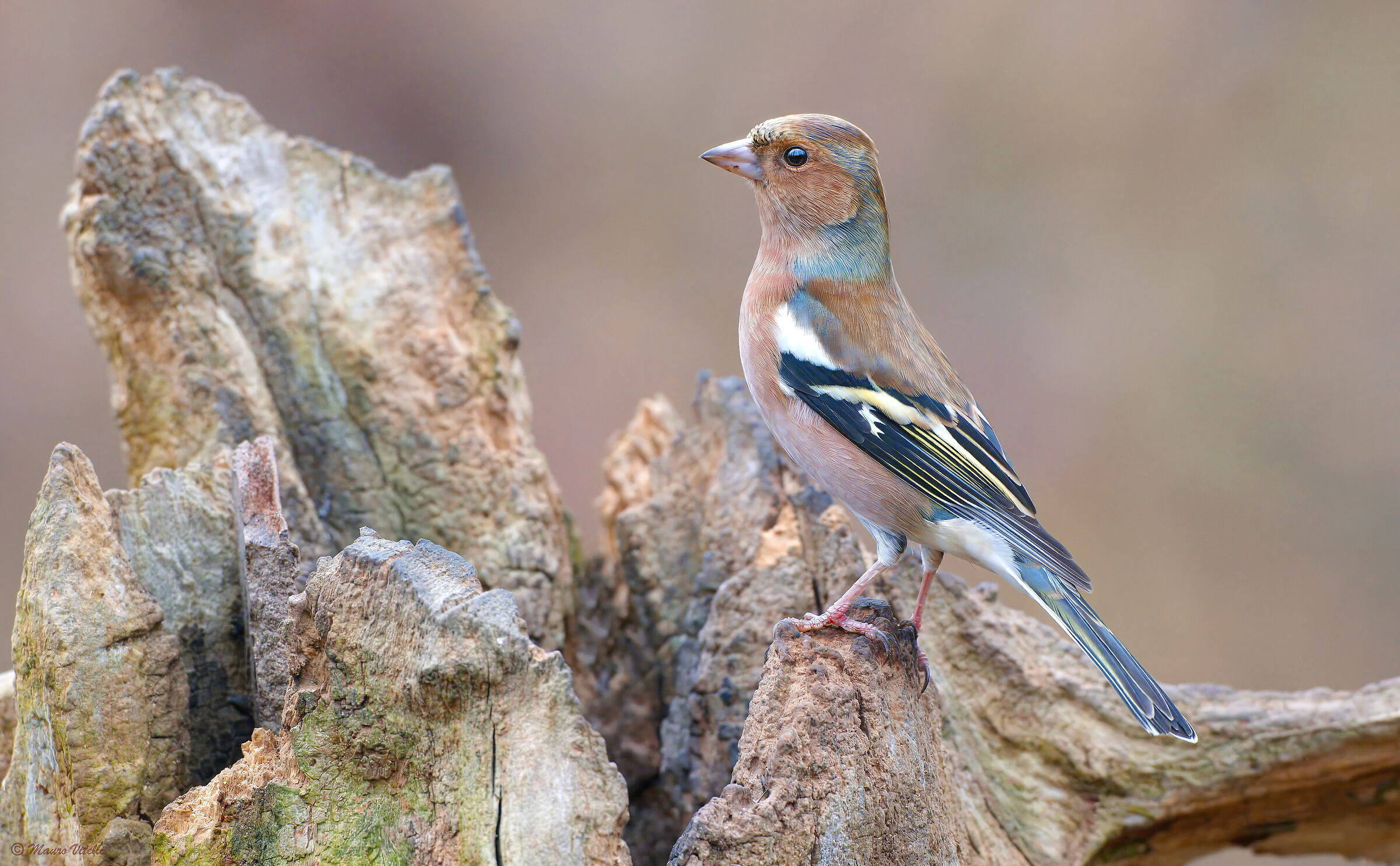 Chaffinch (Fringilla coelebs)