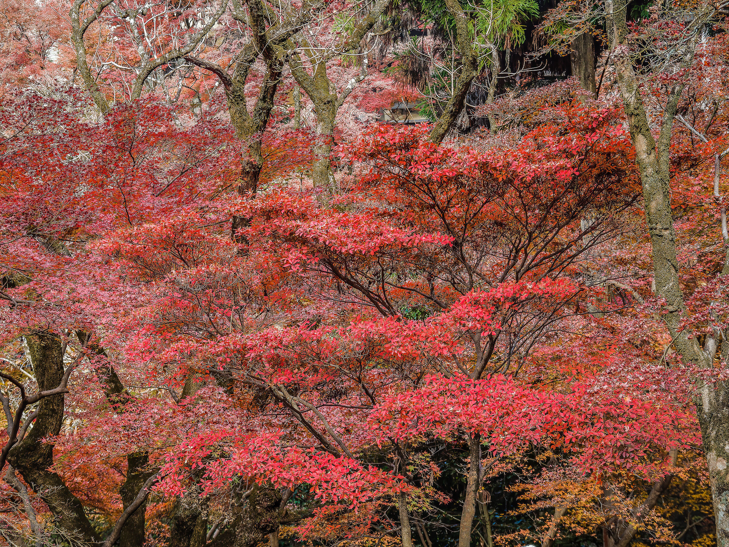 Foliage : Kyoto , Kiyomizu-dera Park