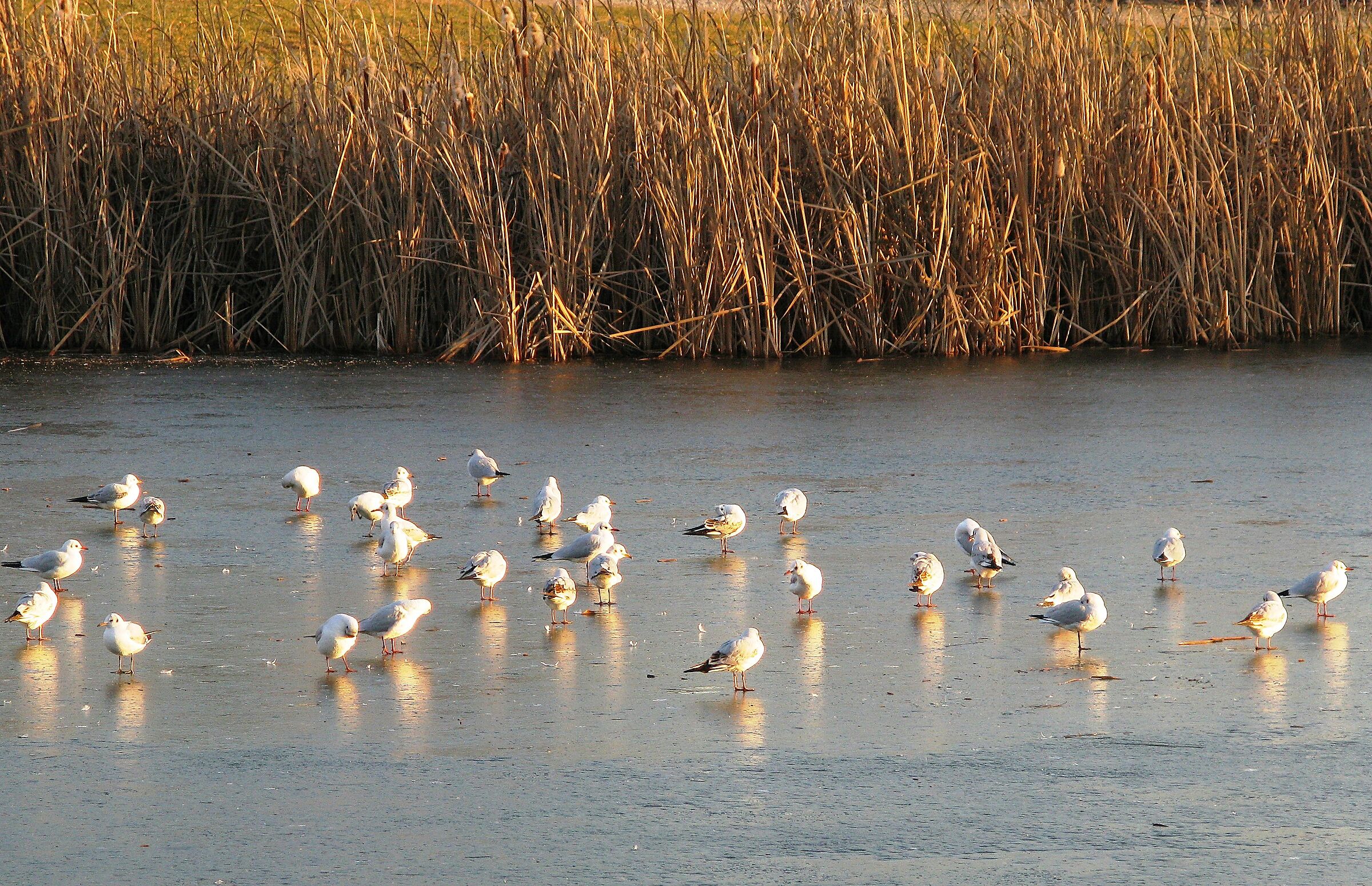 Torino: Gabbiani sul ghiaccio