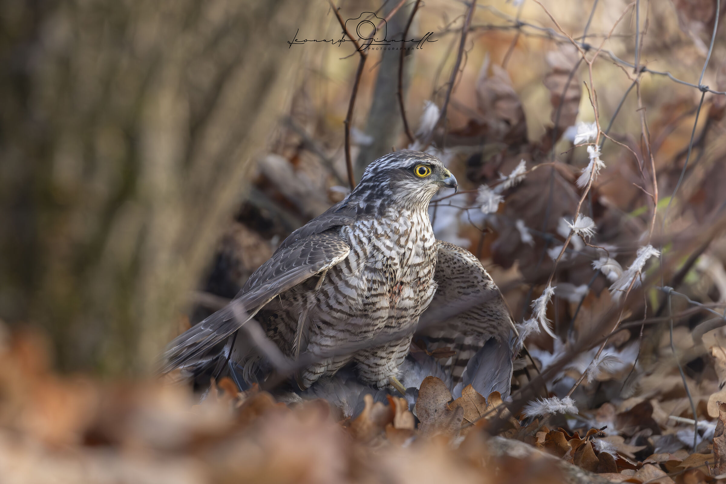 Sparrowhawk (Accipiter nisus)