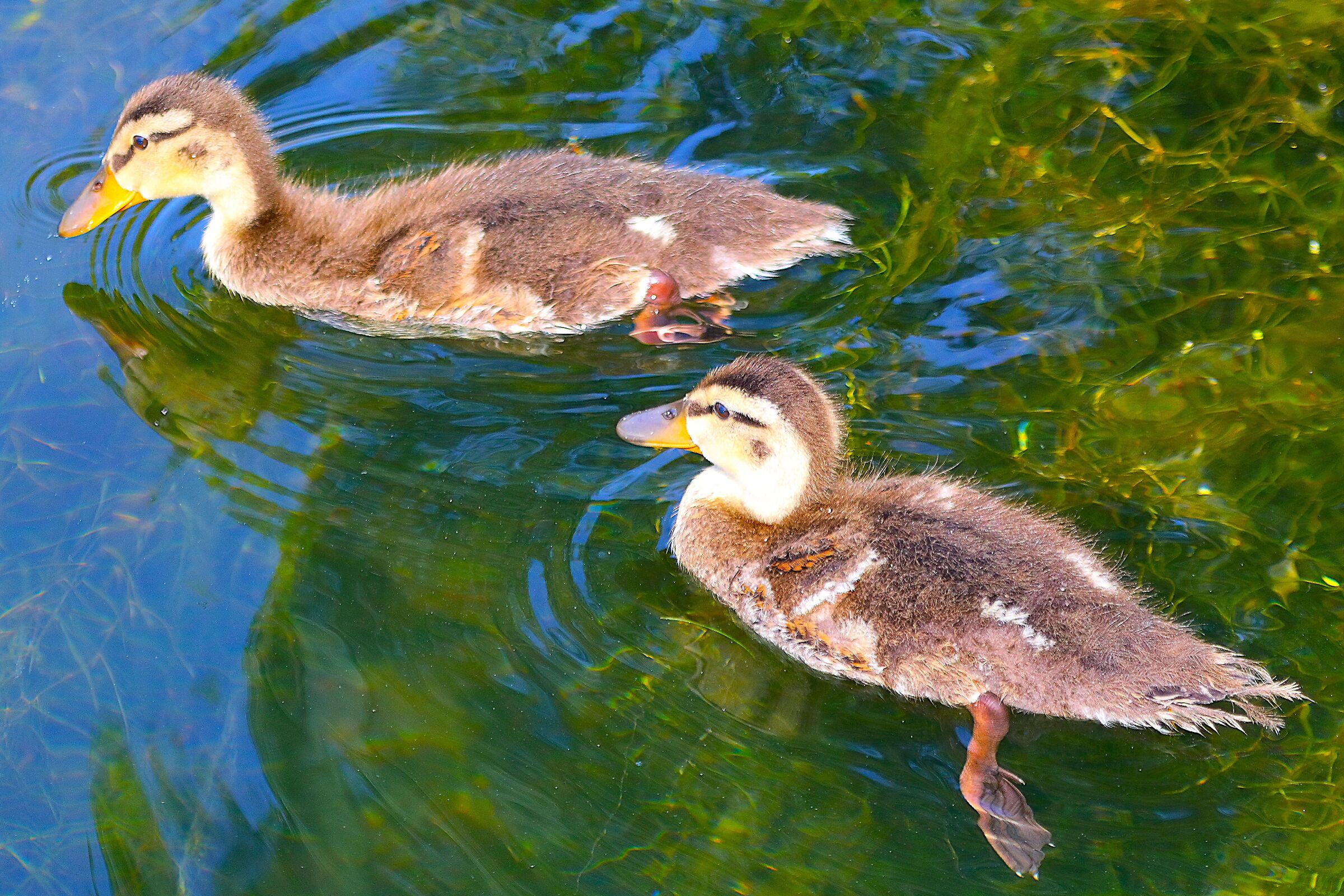 Svassi 16 luglio 2025 - 0070