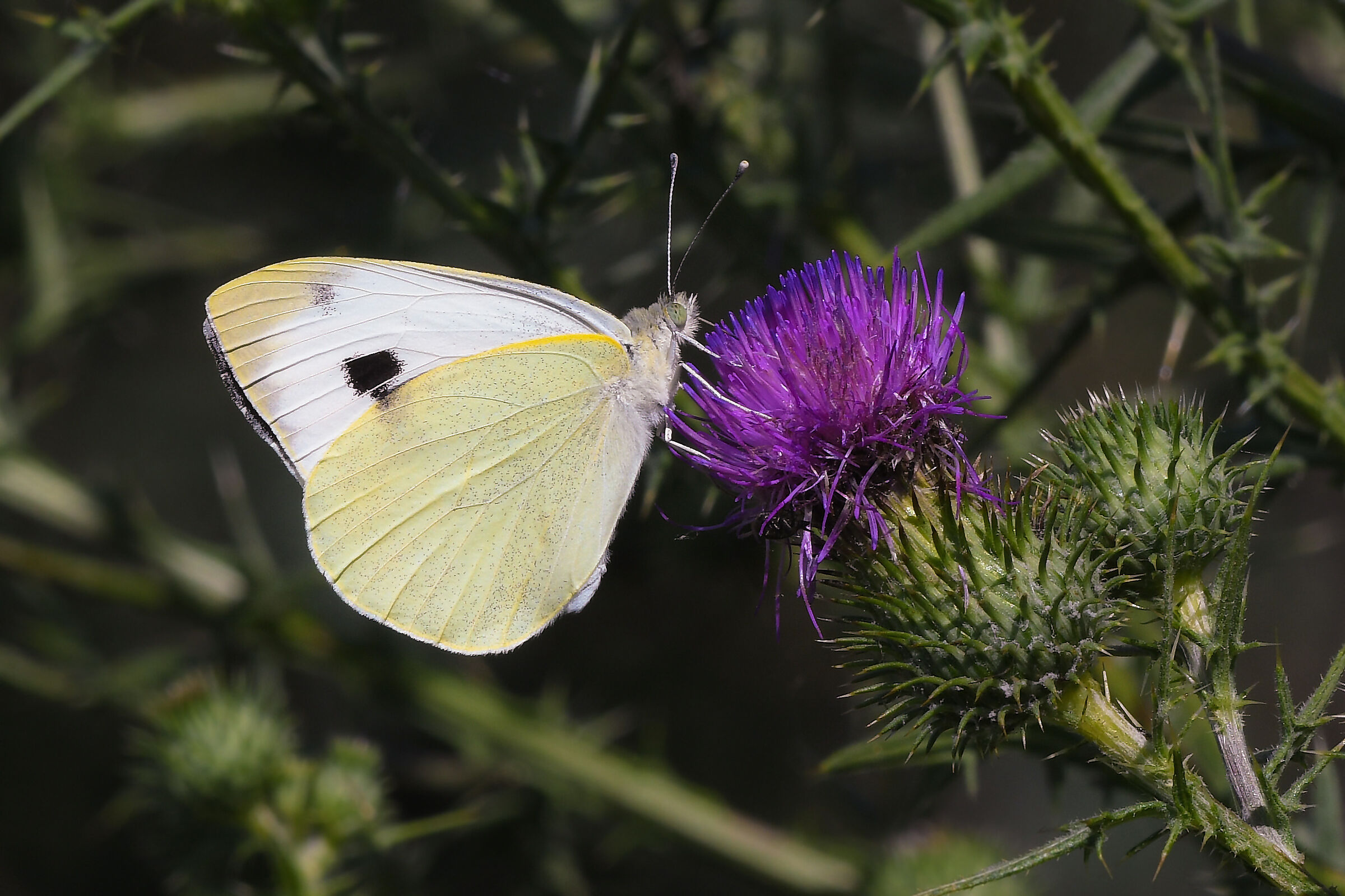 Greater cabbage (Pieris brassicae)