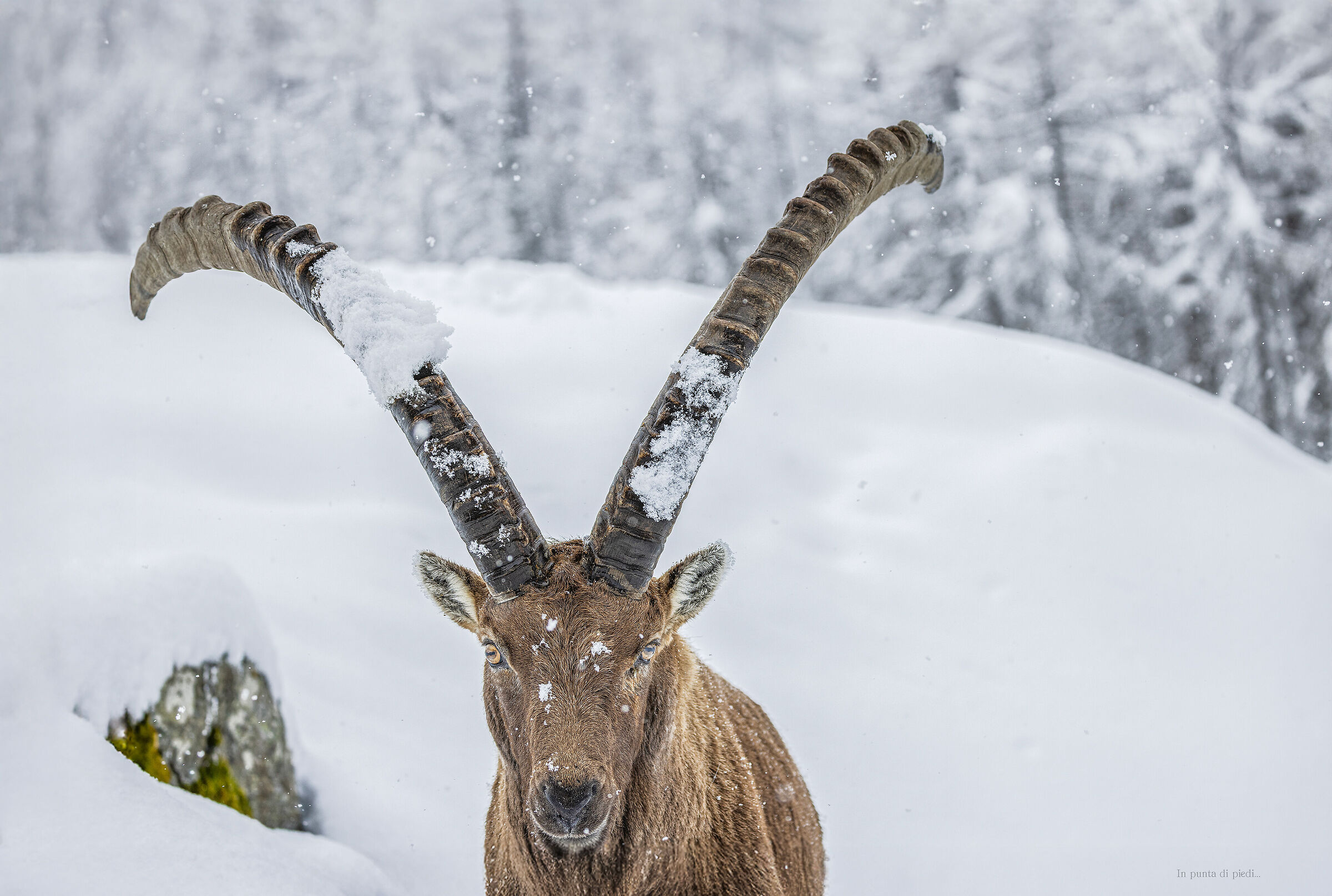 the monarch of Gran Paradiso