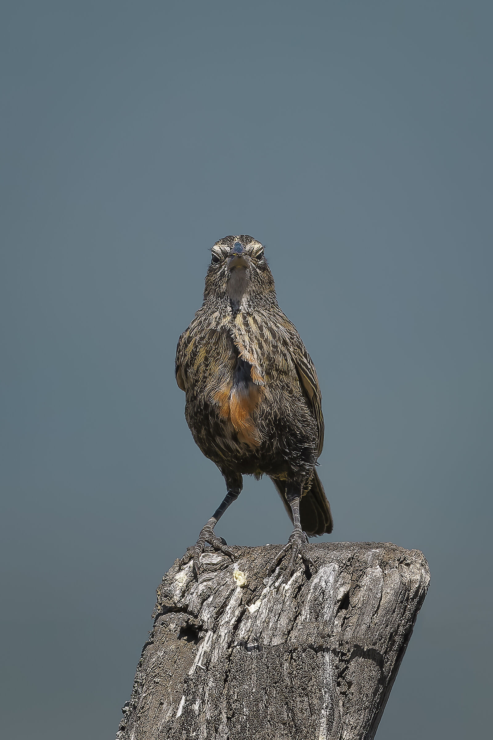 Common loica (Leistes Loyca)