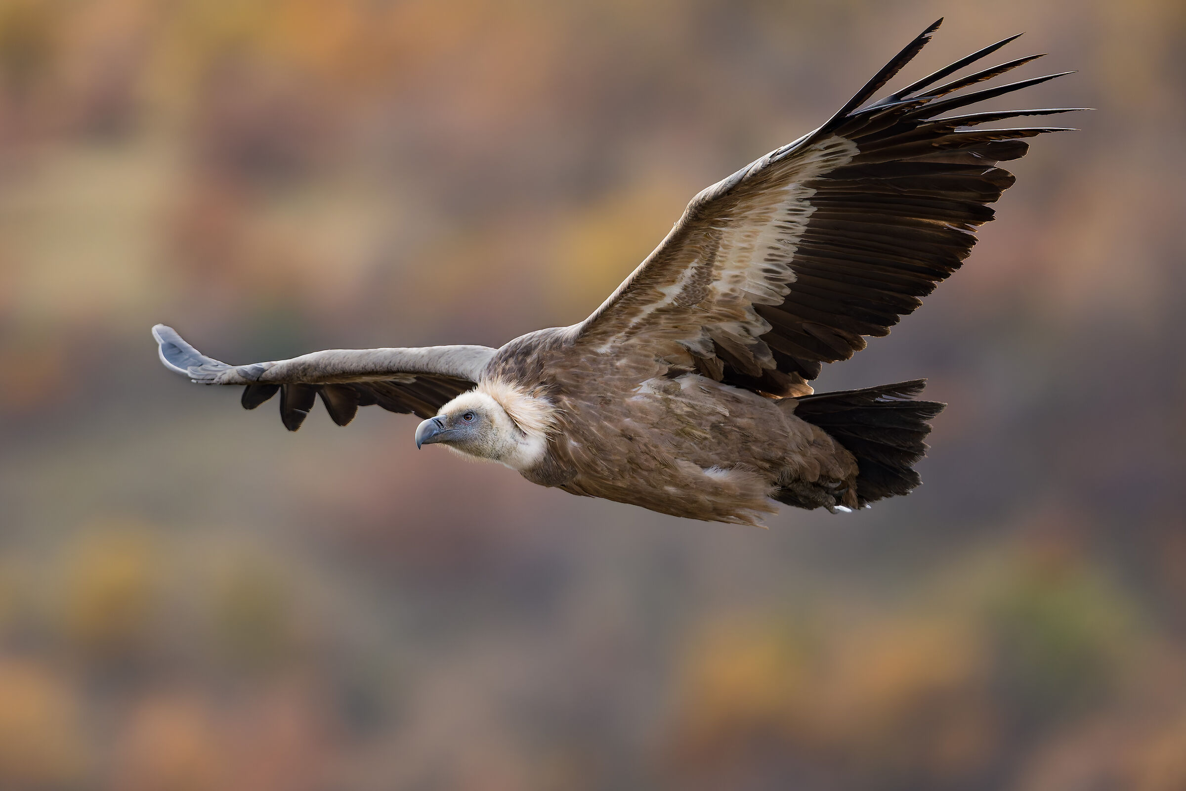 Griffin-Parc naturel régional des Baronnies Proven&cc...