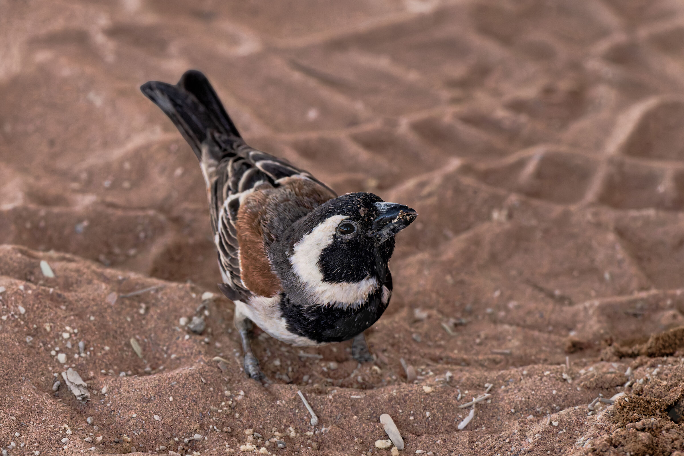A greedy sparrow