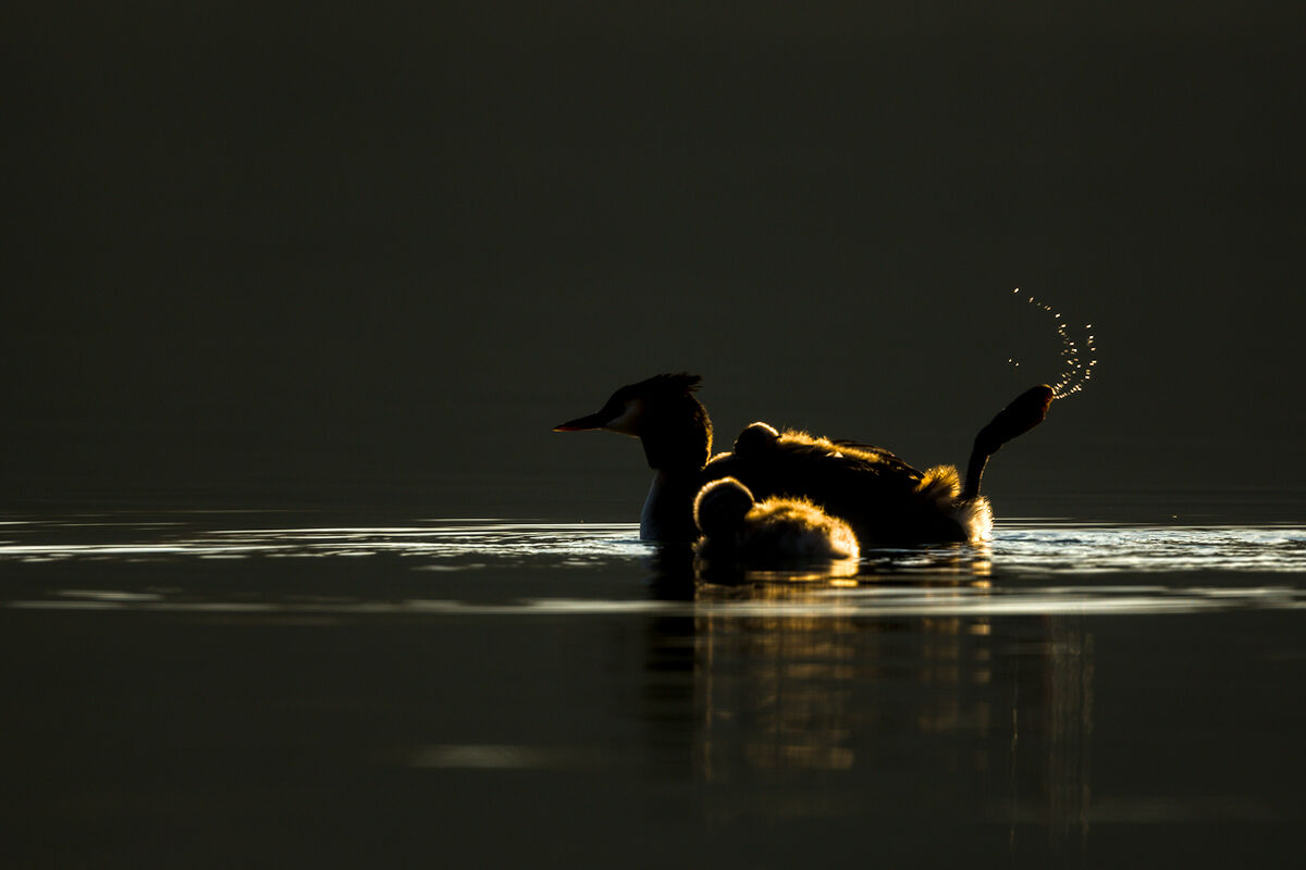 Splash Grebes