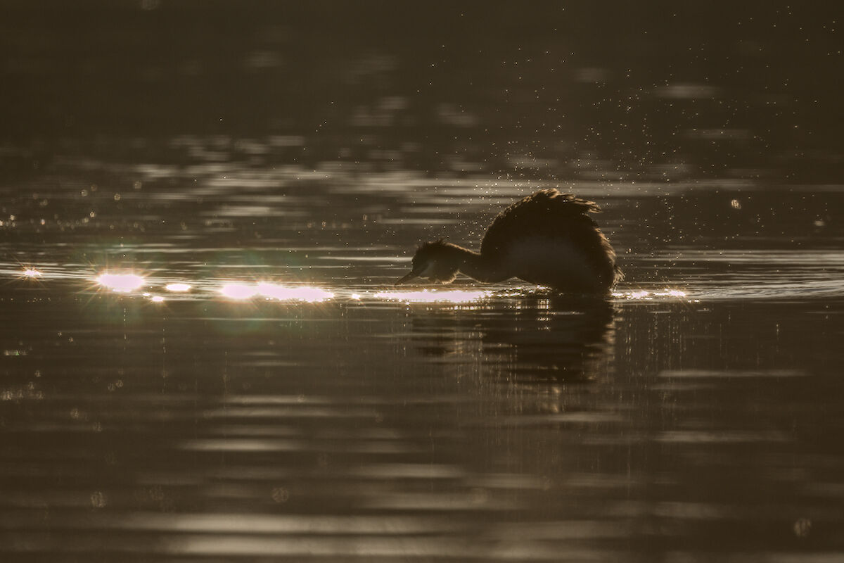 Matted grebe