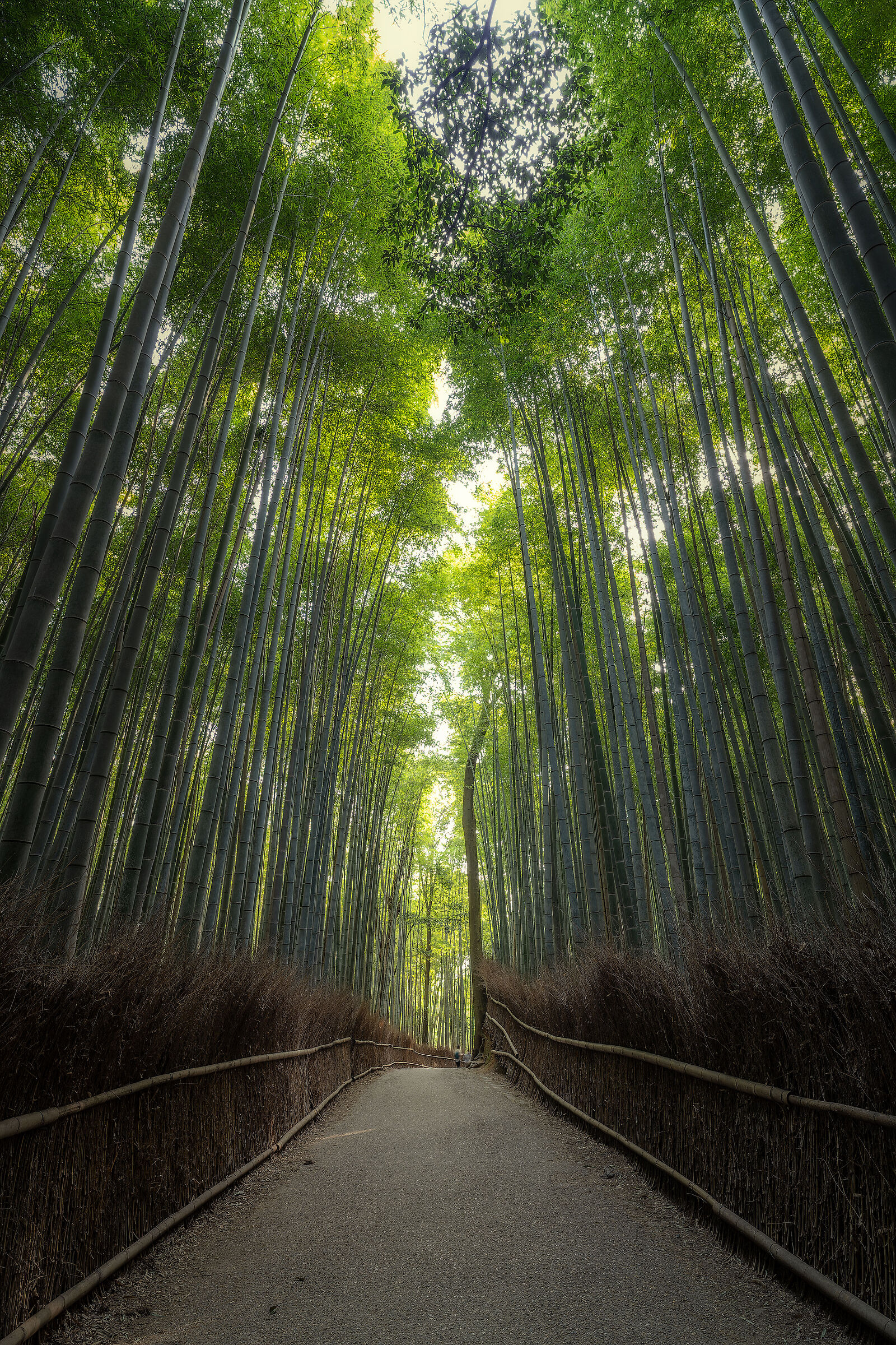 Arashiyama Bamboo Grove