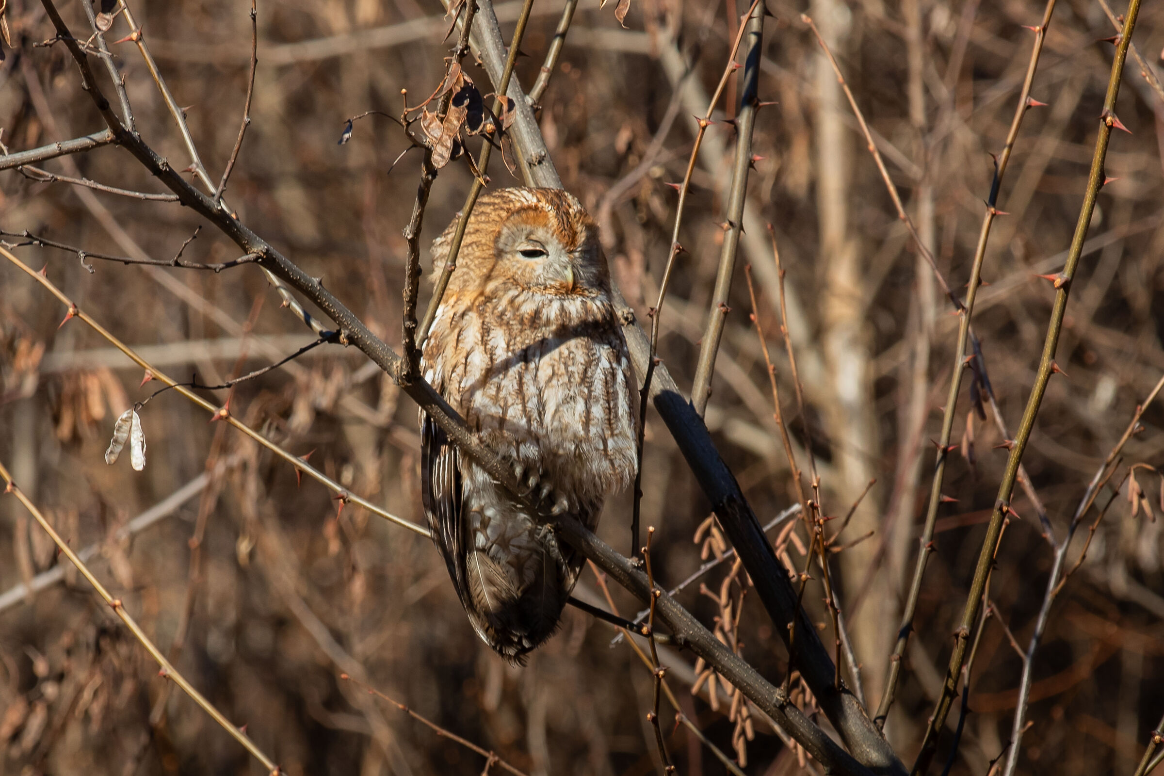 Tawny Owl