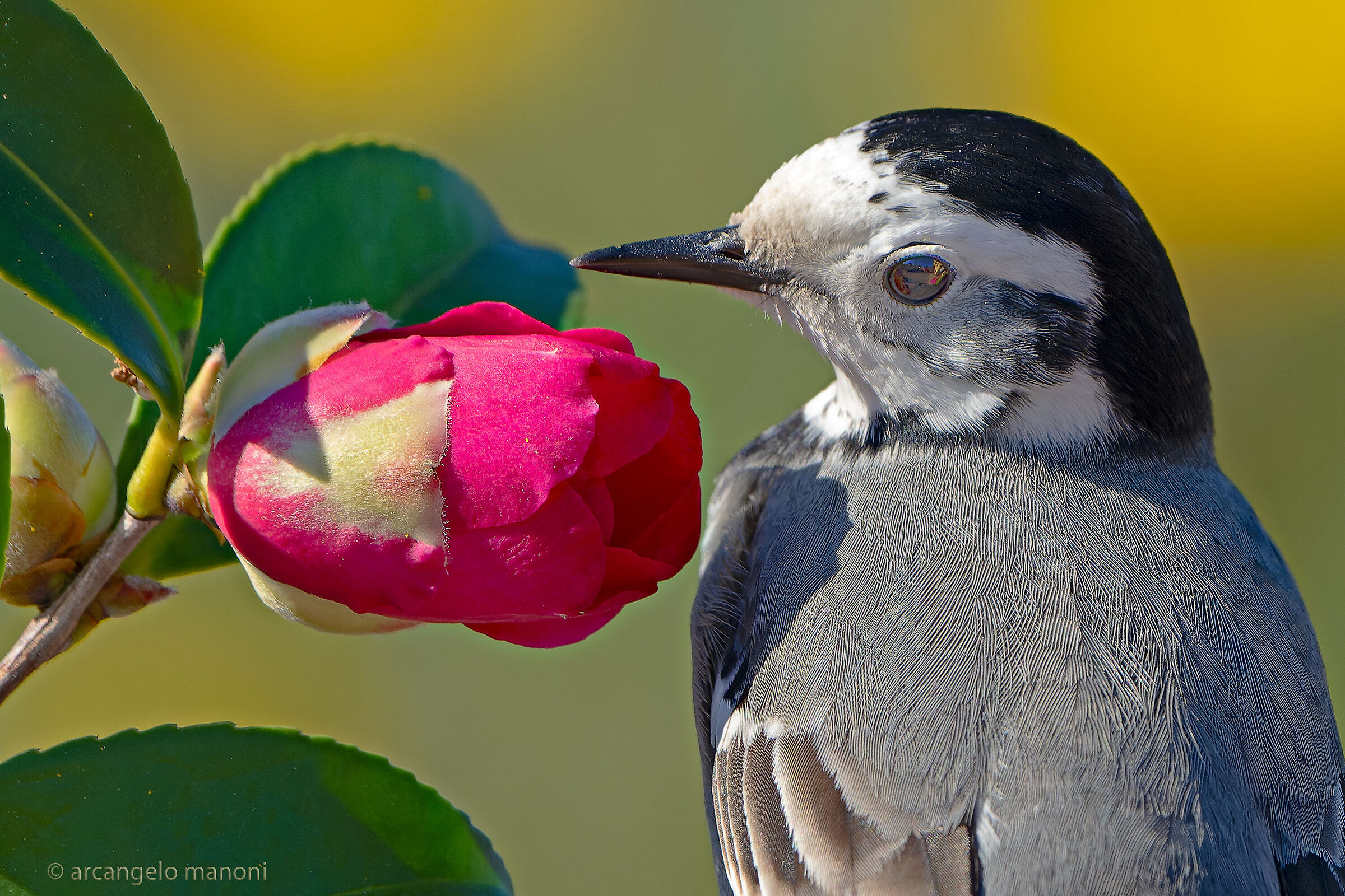 The Camellia and the White Wagtail