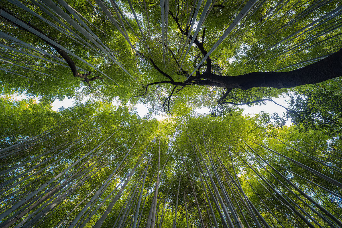 Arashiyama Bamboo Grove III