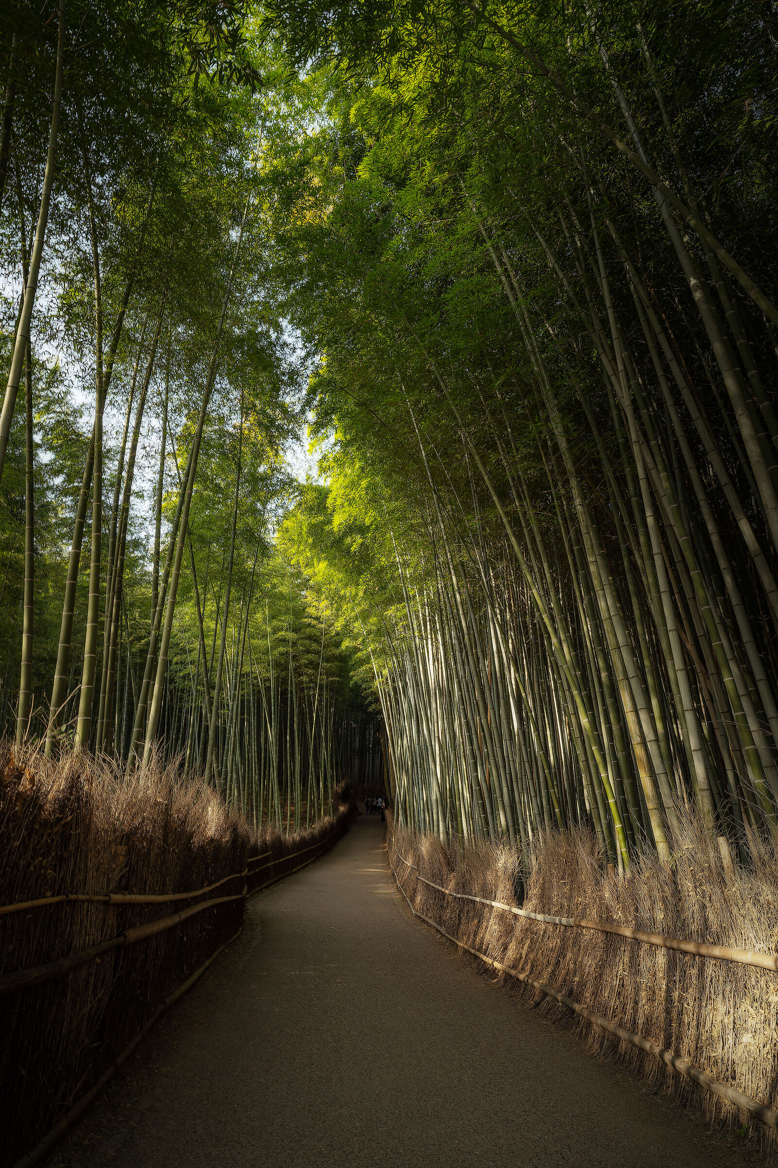 Arashiyama Bamboo Grove II