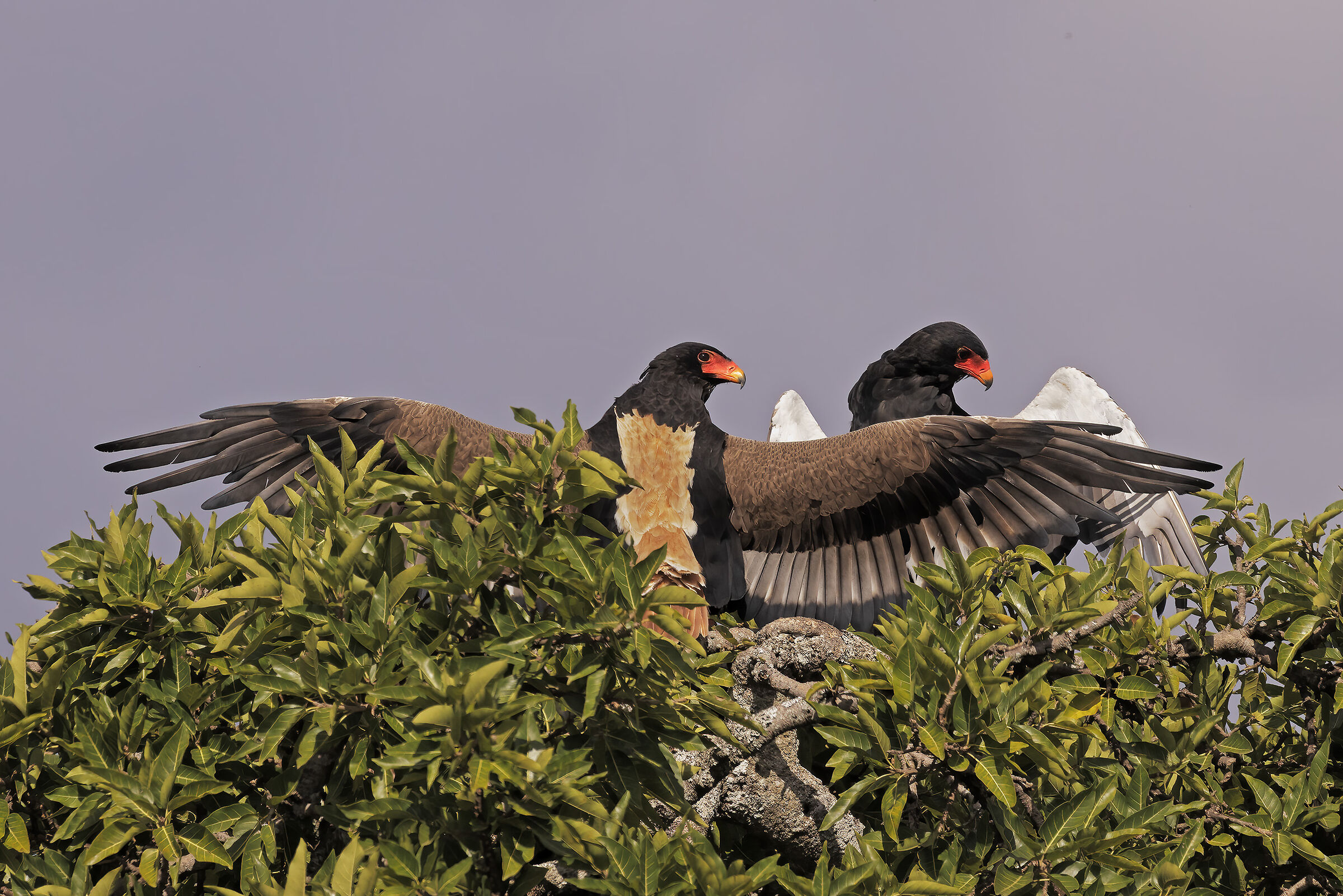 Open-winged comparison