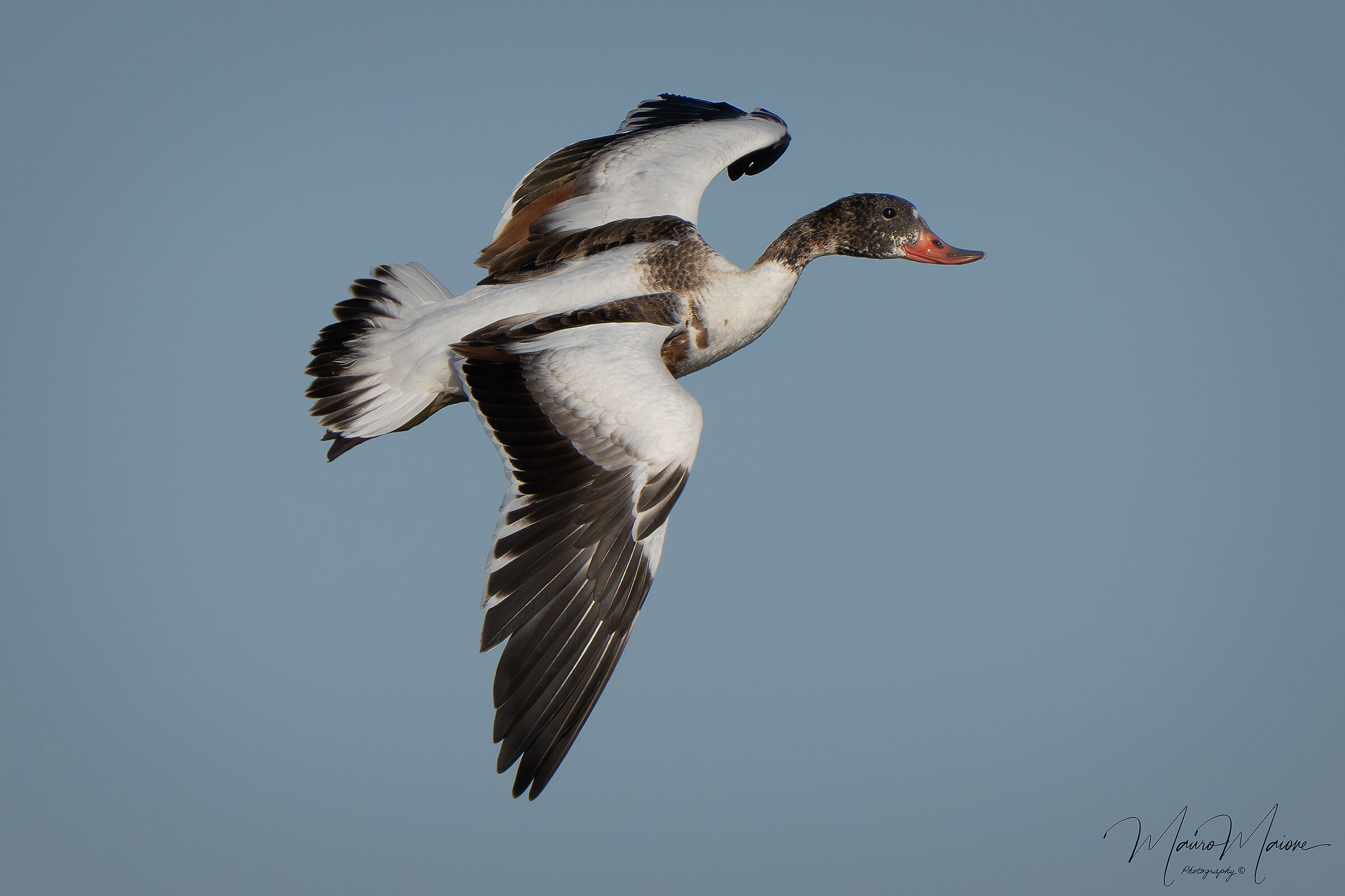 Shelduck