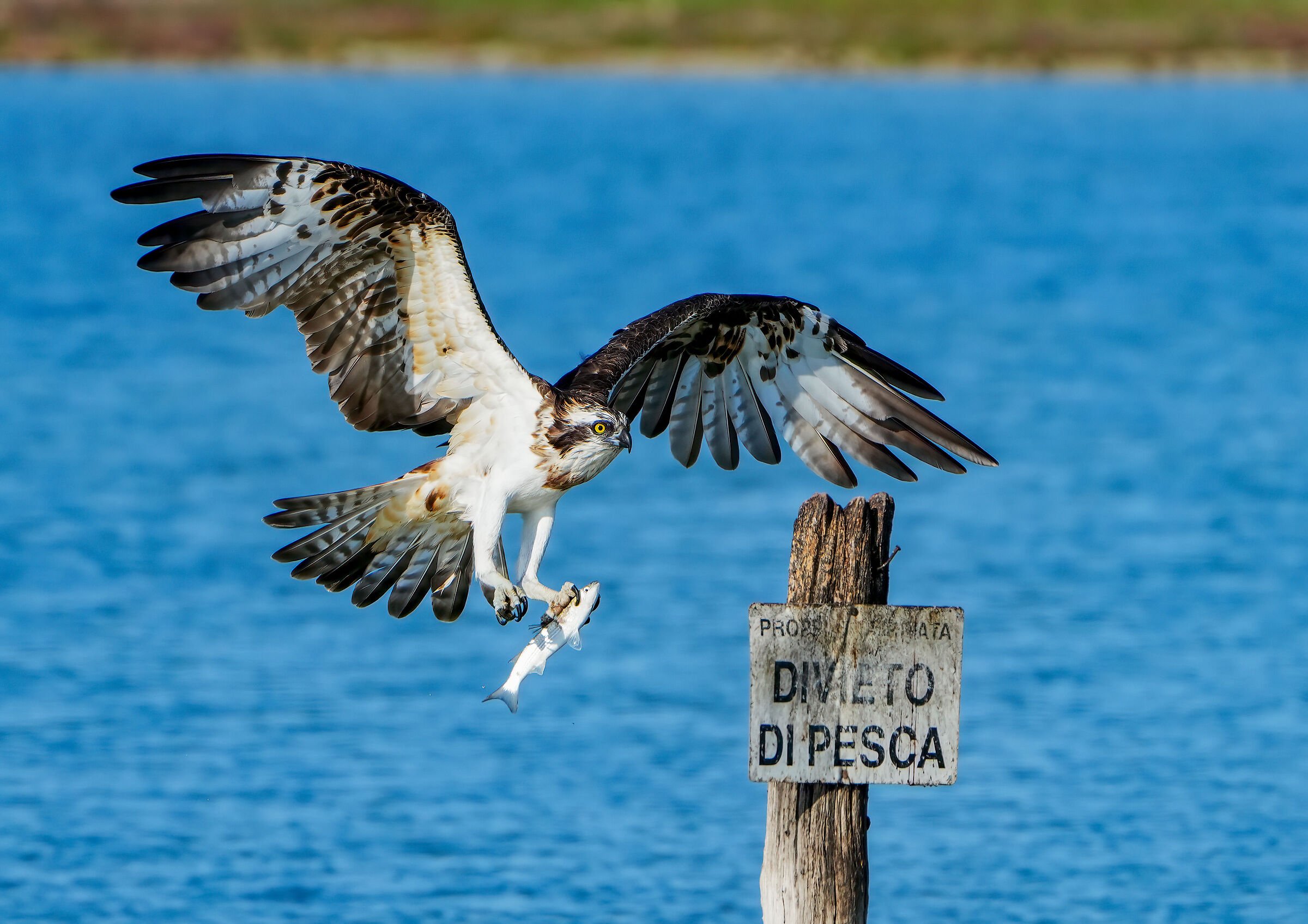 Osprey