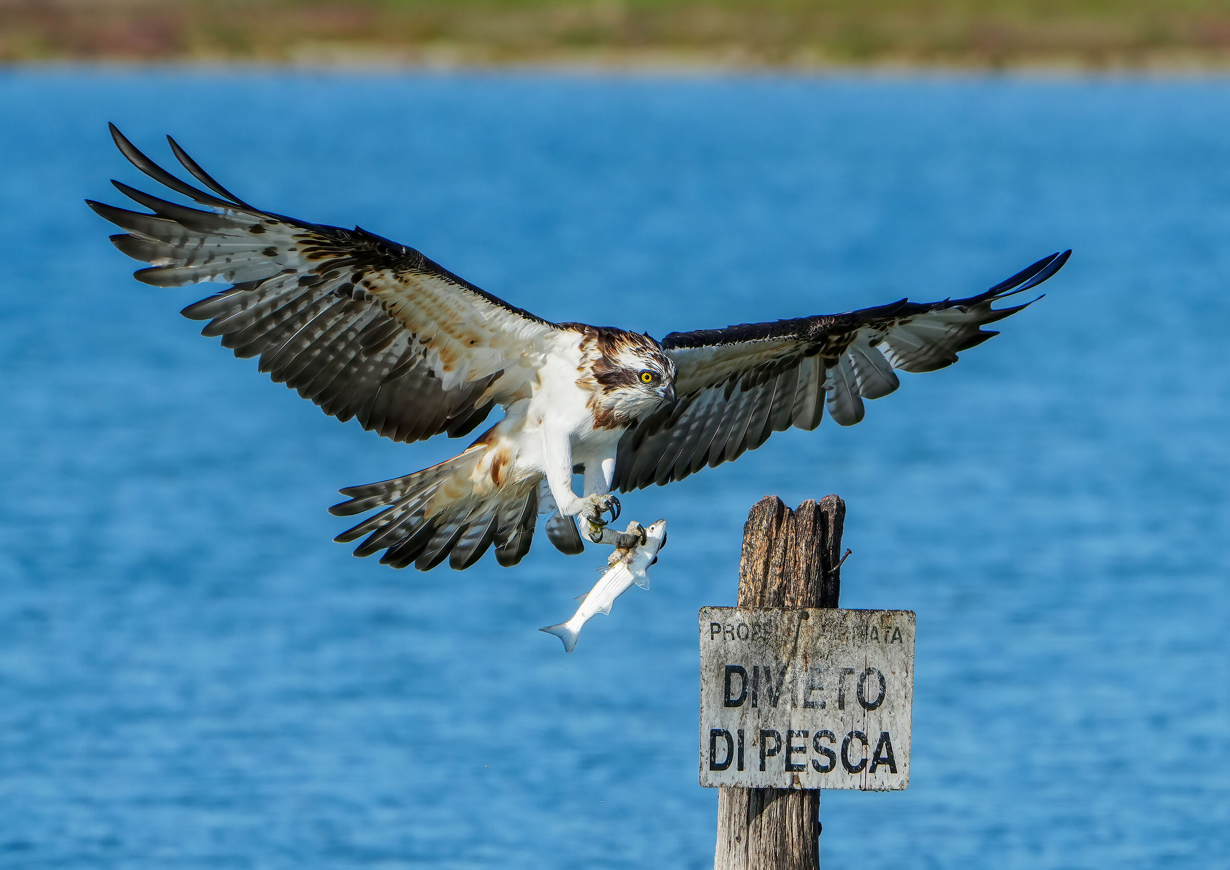Osprey
