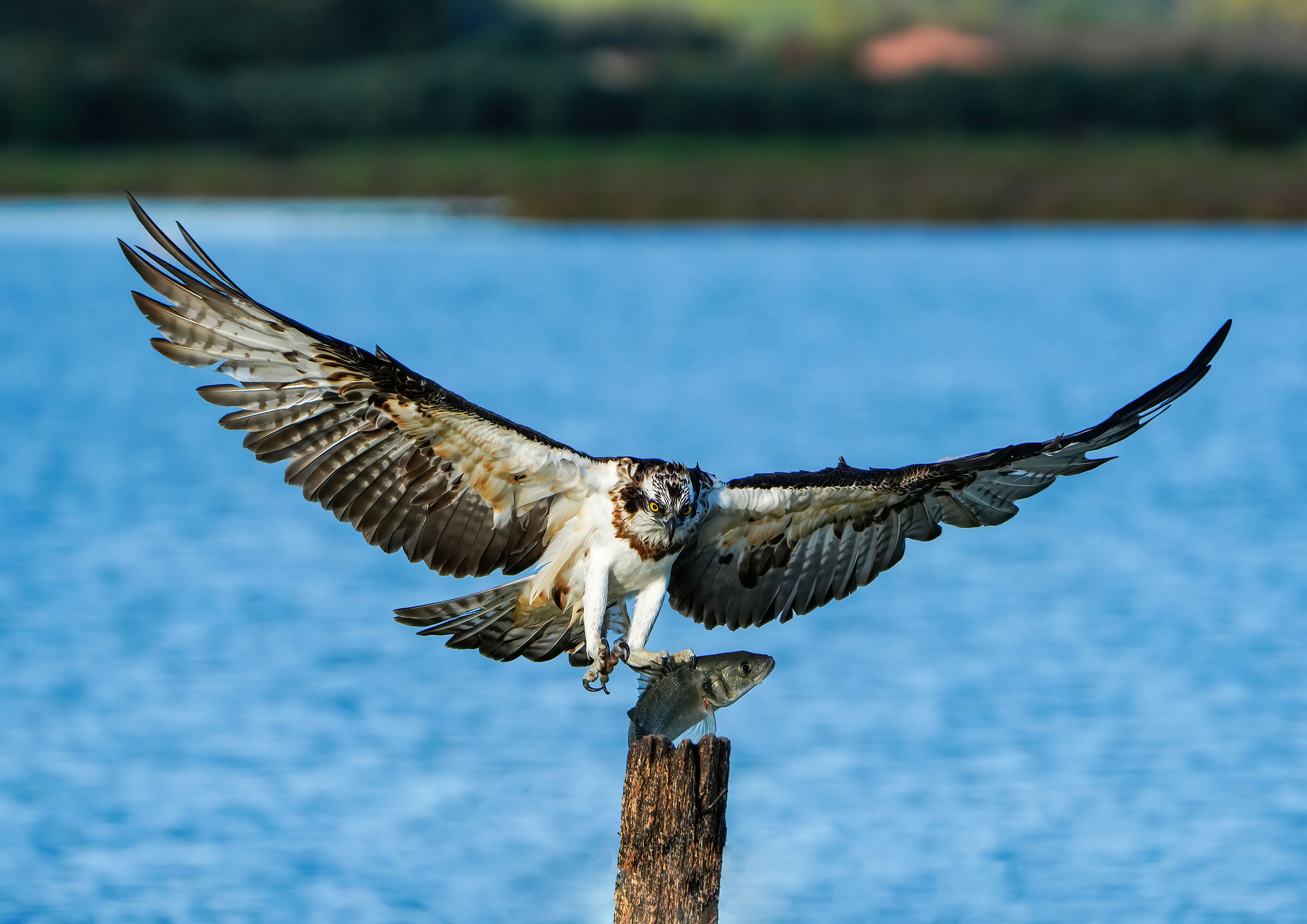 Osprey