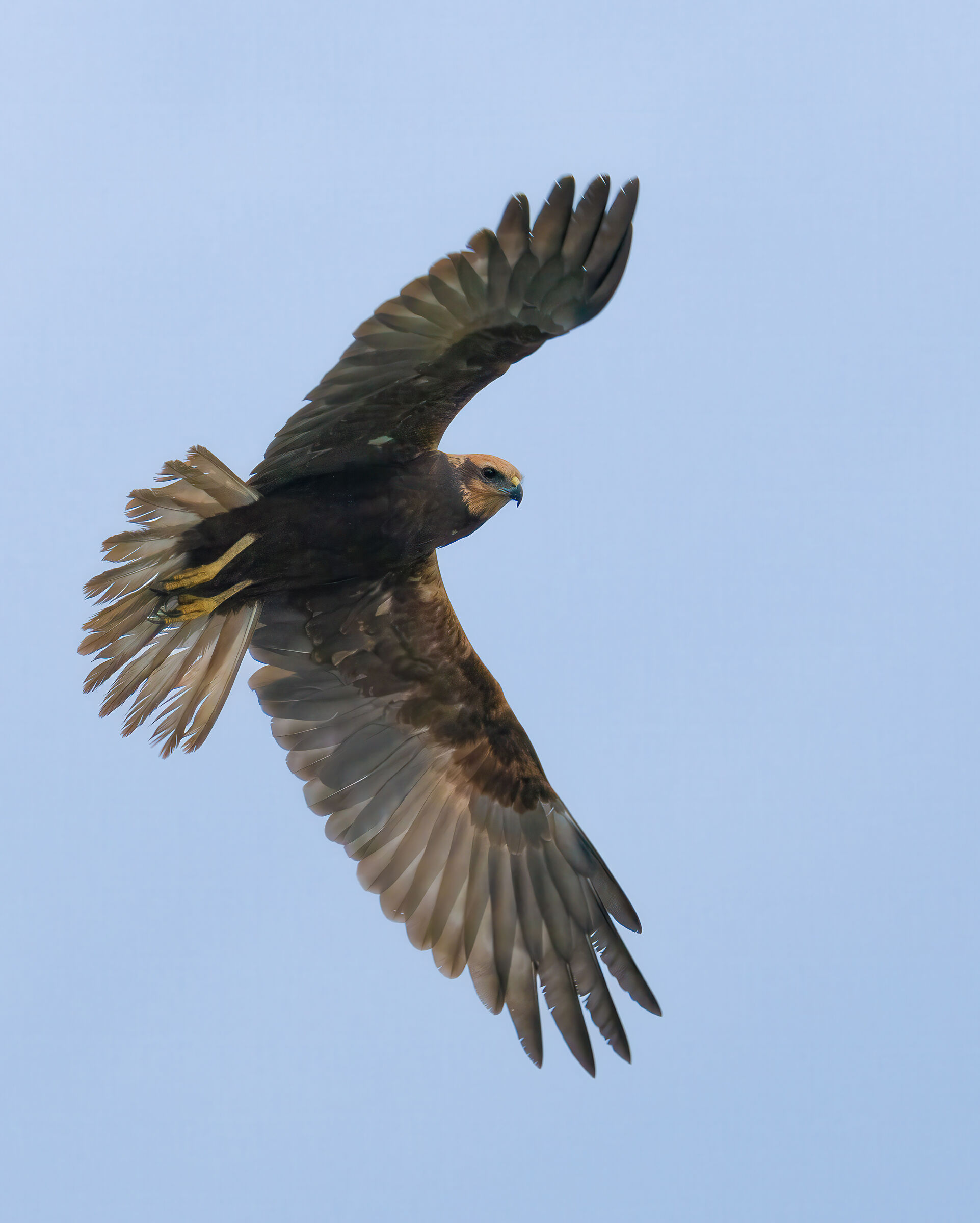 Marsh harrier in flight
