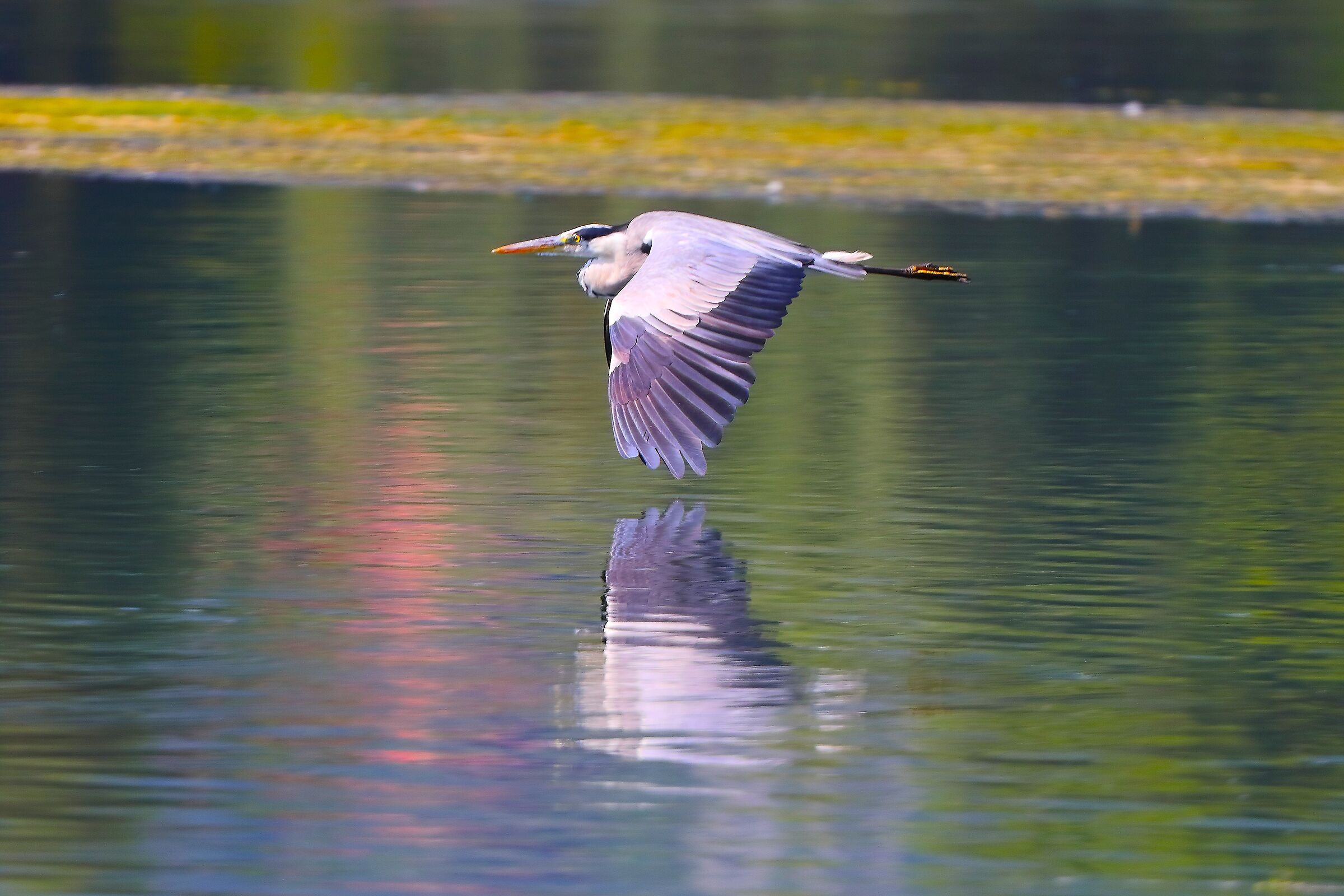 Cenerino 16 luglio 2025 - 0073
