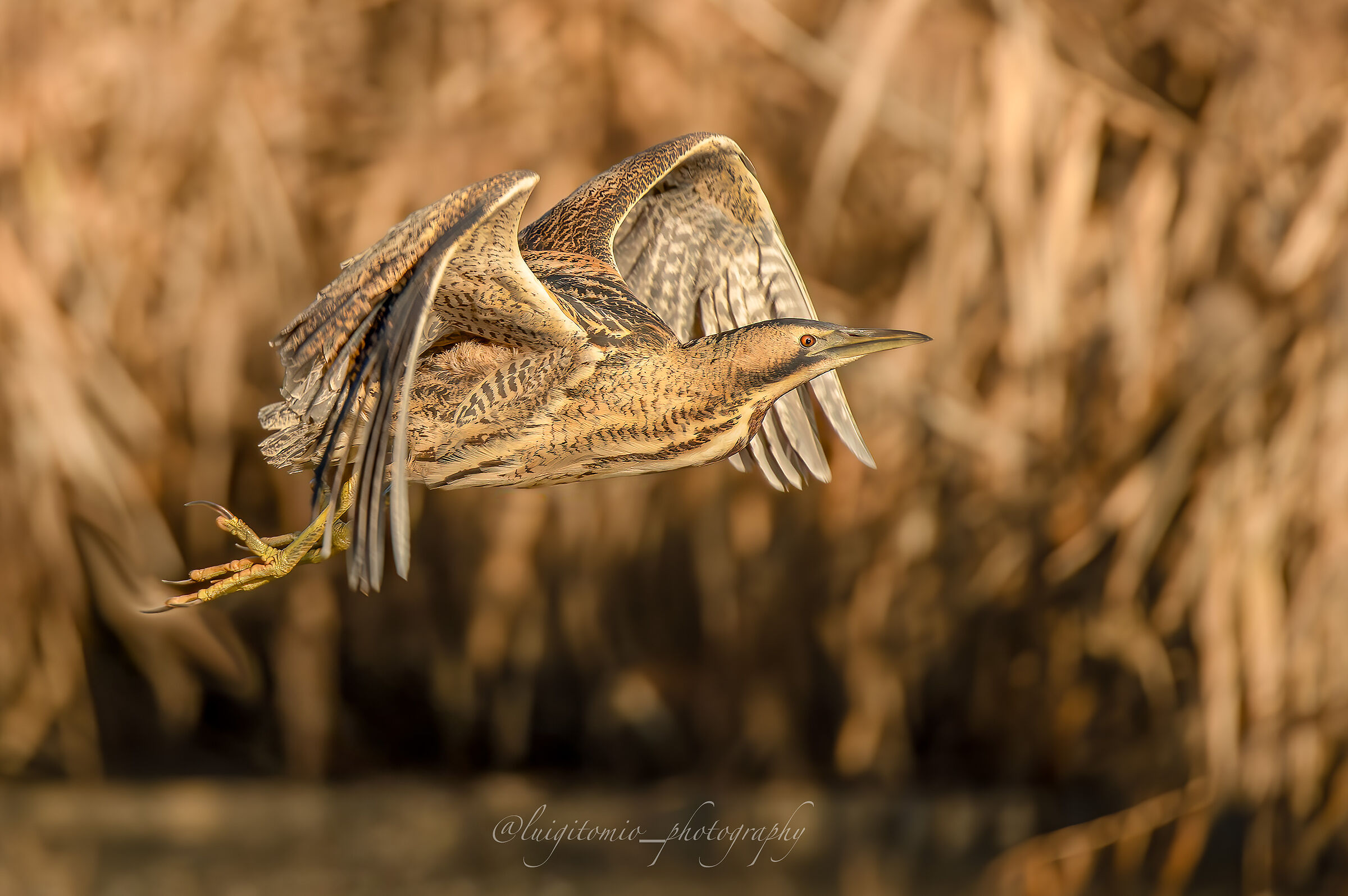 The secret breath of the reeds.